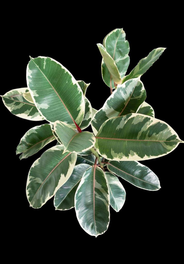 6061ADC8-BC25-41F7-A933-DC1B8413D585