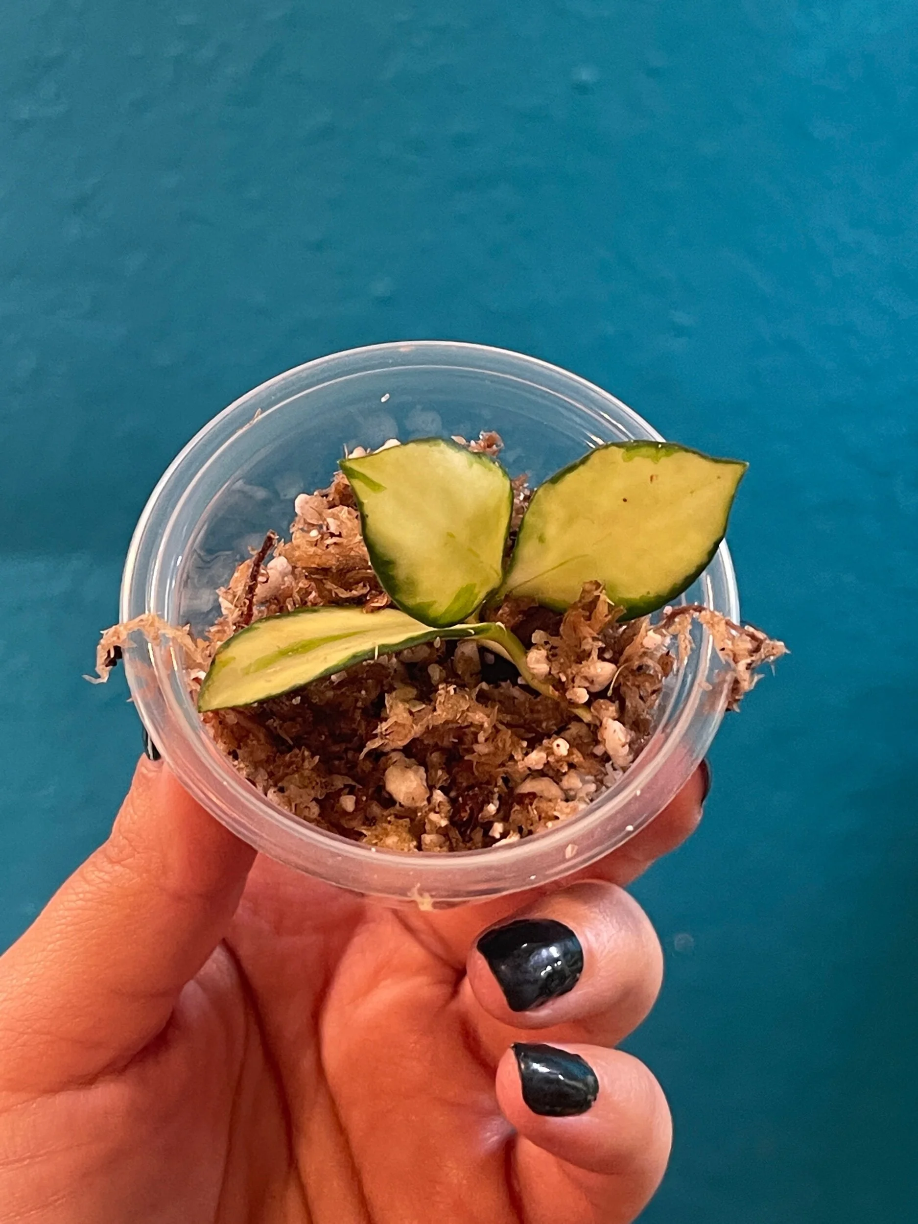 A9003F63-B7E1-43C8-9849-3050430FCC6B