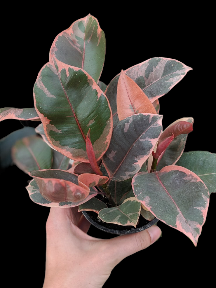 D3C8299B-495A-4009-B9D4-F8810260BF3D