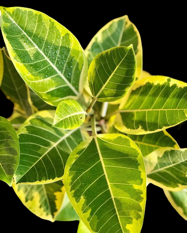 EF5D2F51-BC81-4E63-A8EF-0B73DDEB56C1