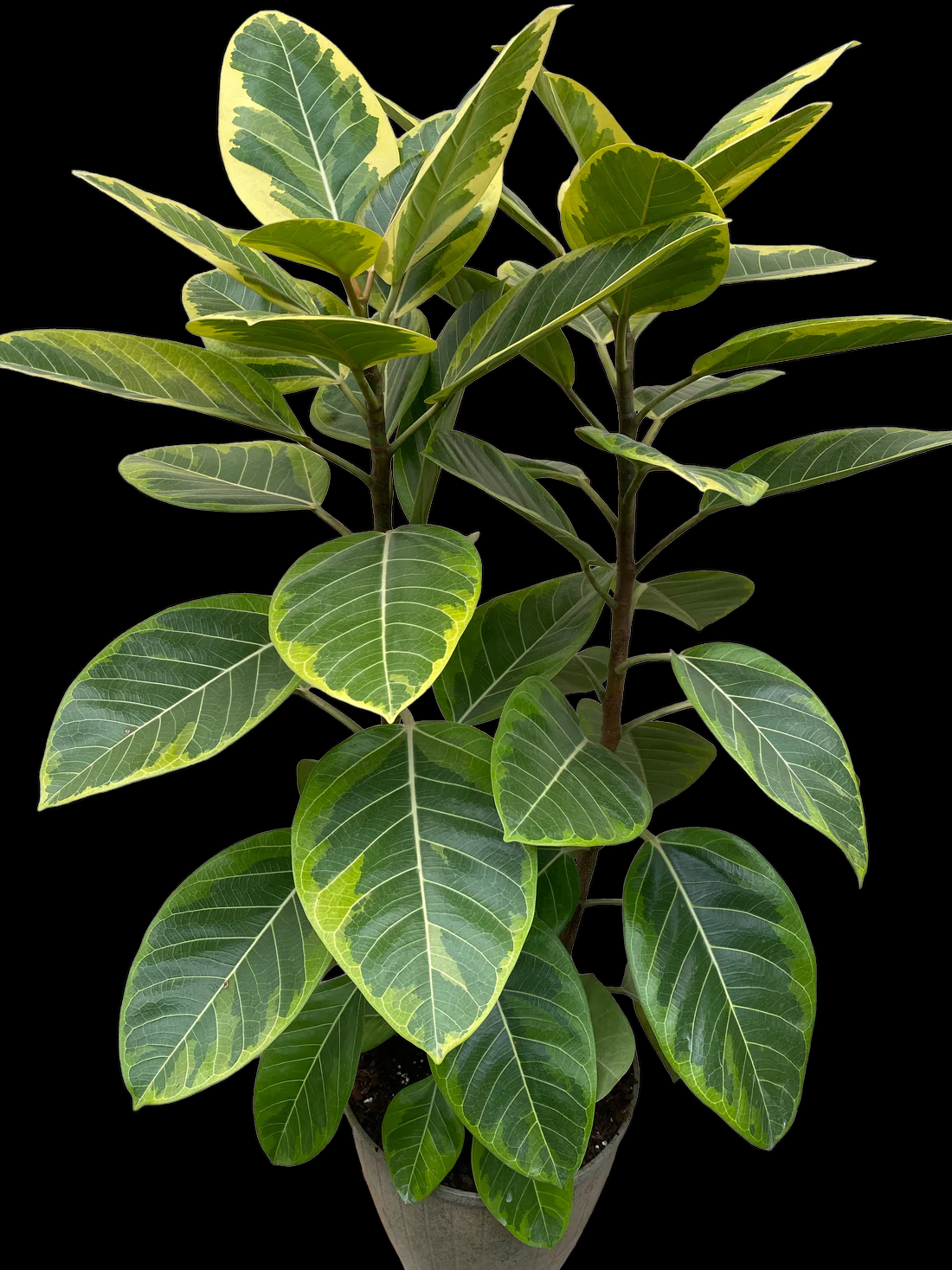 9F1C4289-7D6F-495A-99D2-EC11F7D1E300