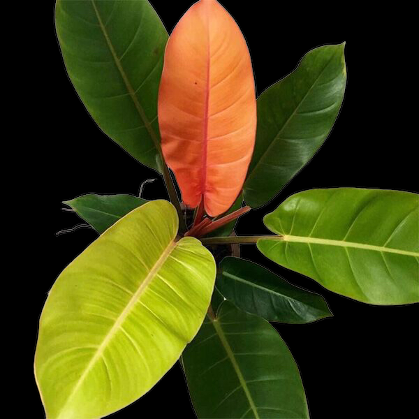 831E015B-EB91-486A-BD21-82EB36429D7A