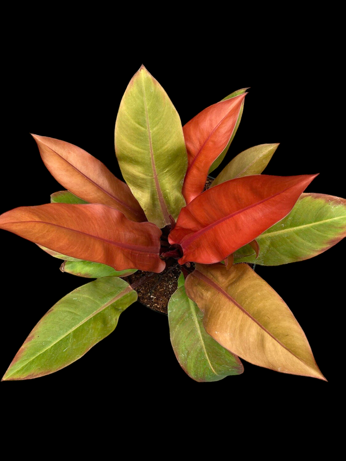 584B7747-4F70-4366-8E0F-F87A18835752