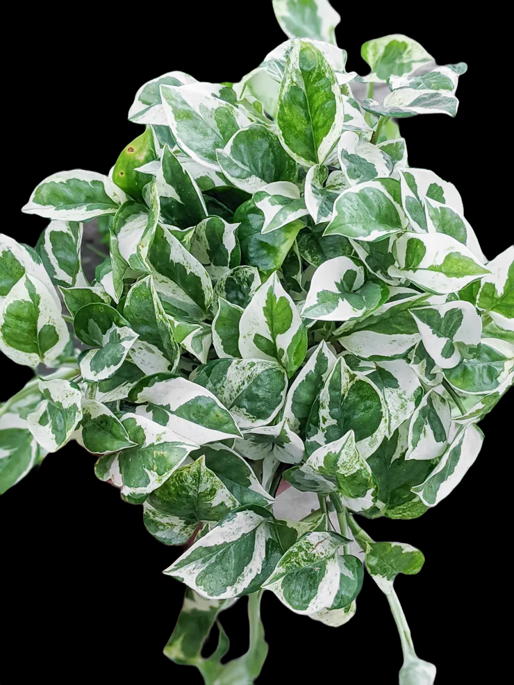 536BBCF5-E599-45EE-BD5B-D7AE1C231A8A