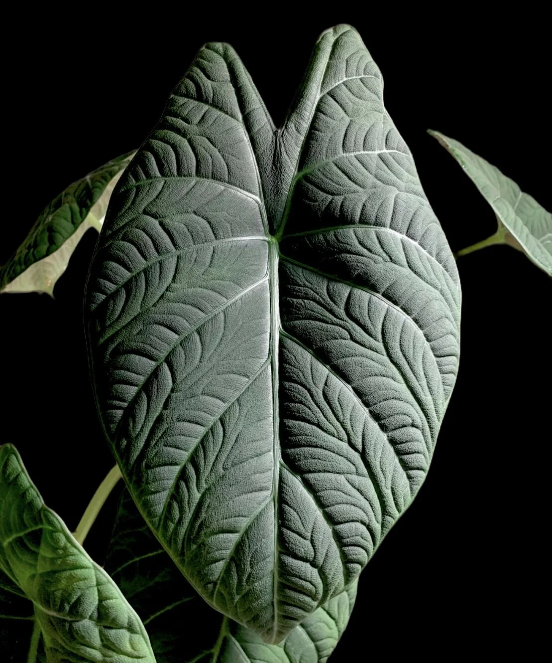 3639A156-A22A-44DB-A917-9BE5B836BF47