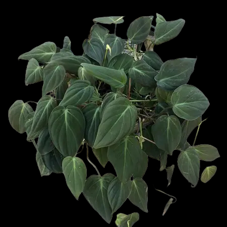 0BEDA842-CB4B-49FC-99B4-A8BF48DCAA91