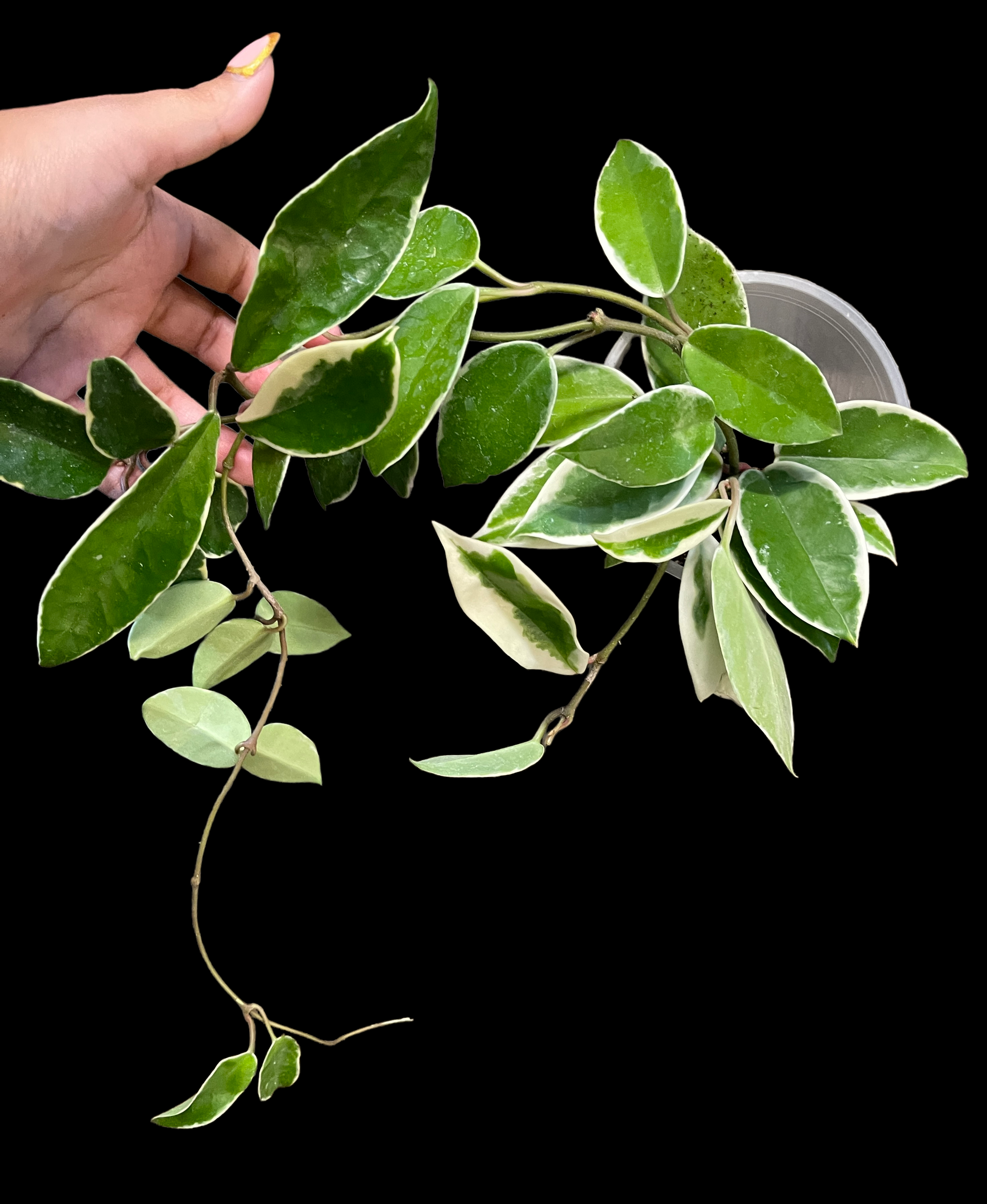 4CD9DC88-8576-44EB-A89F-6BDC4EBFD4D8