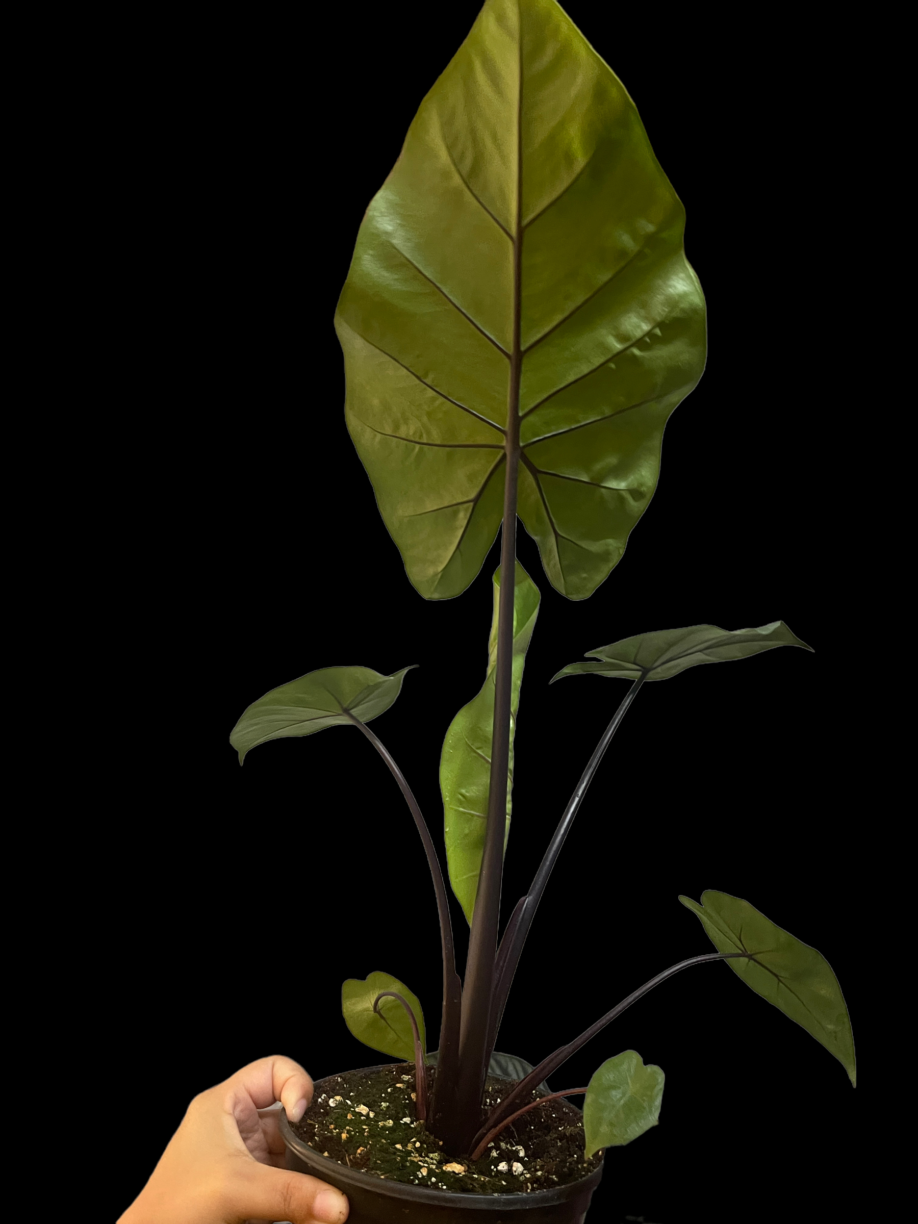 342201CF-FE25-4816-A915-3A78860B085B