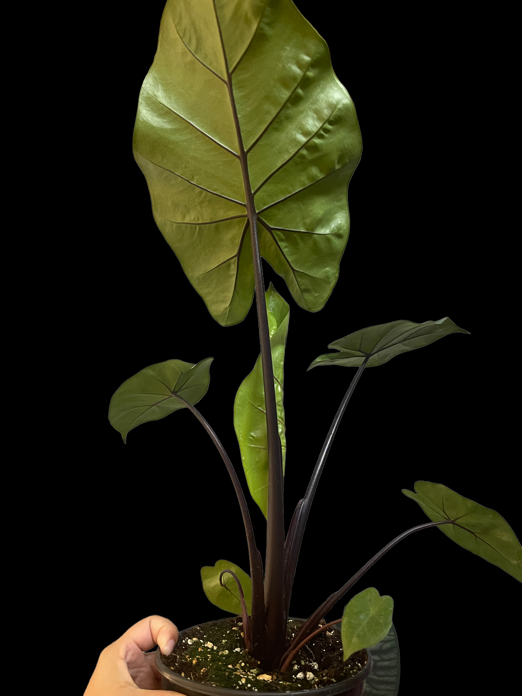 18DB6FD6-BED6-40B0-93C6-2BB9787814AB