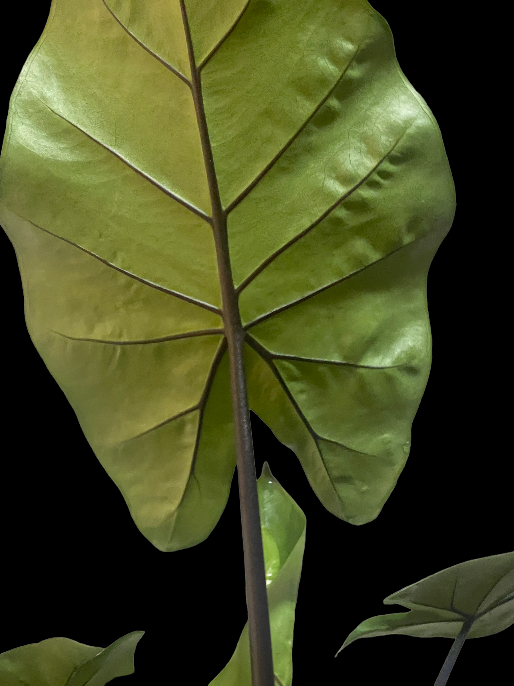 22DEE59A-BE7C-4DE5-B743-C06EE6B822AE