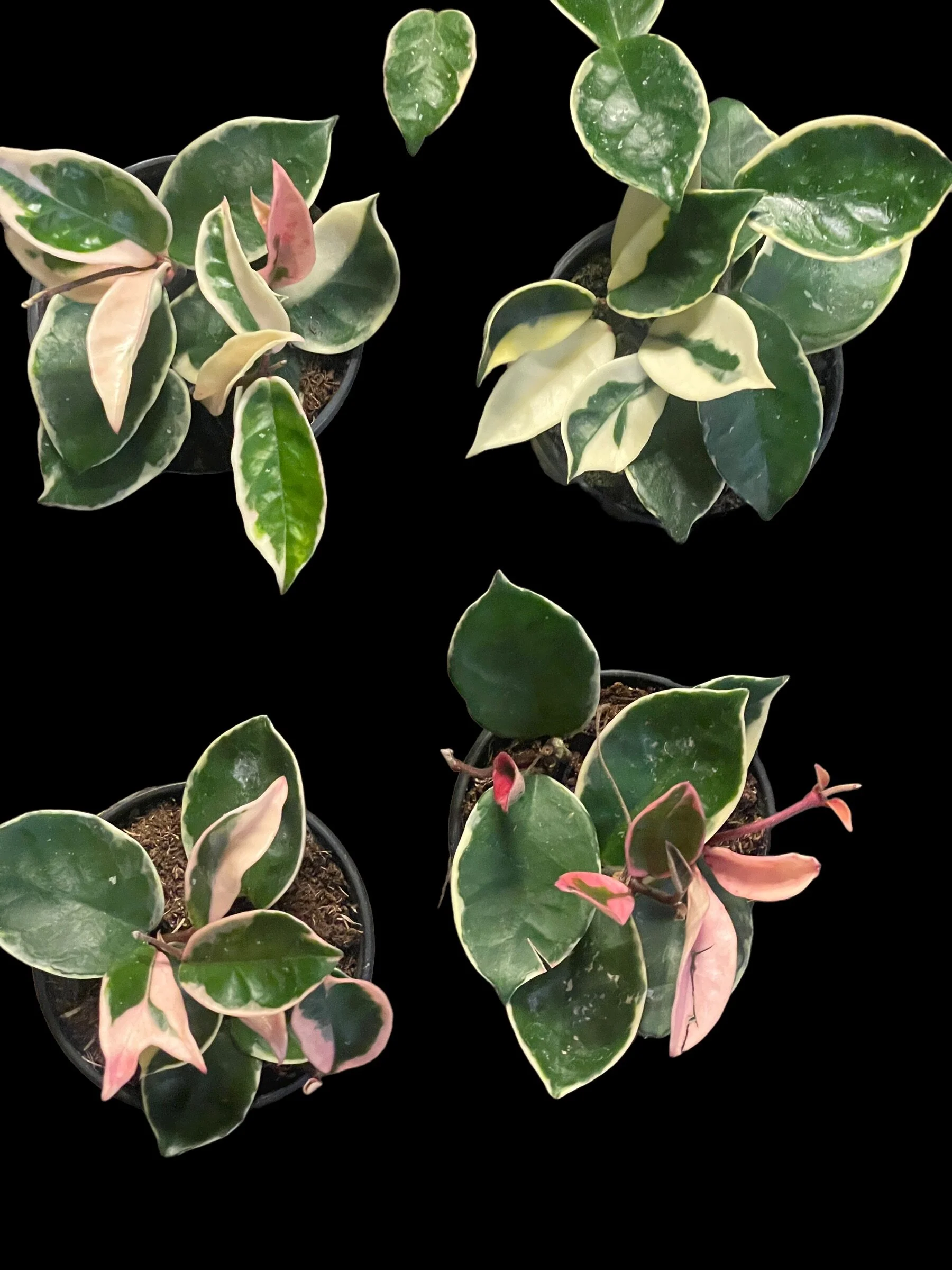 65447BFD-ED94-4BE0-BDBC-2B14FCC6A7F7