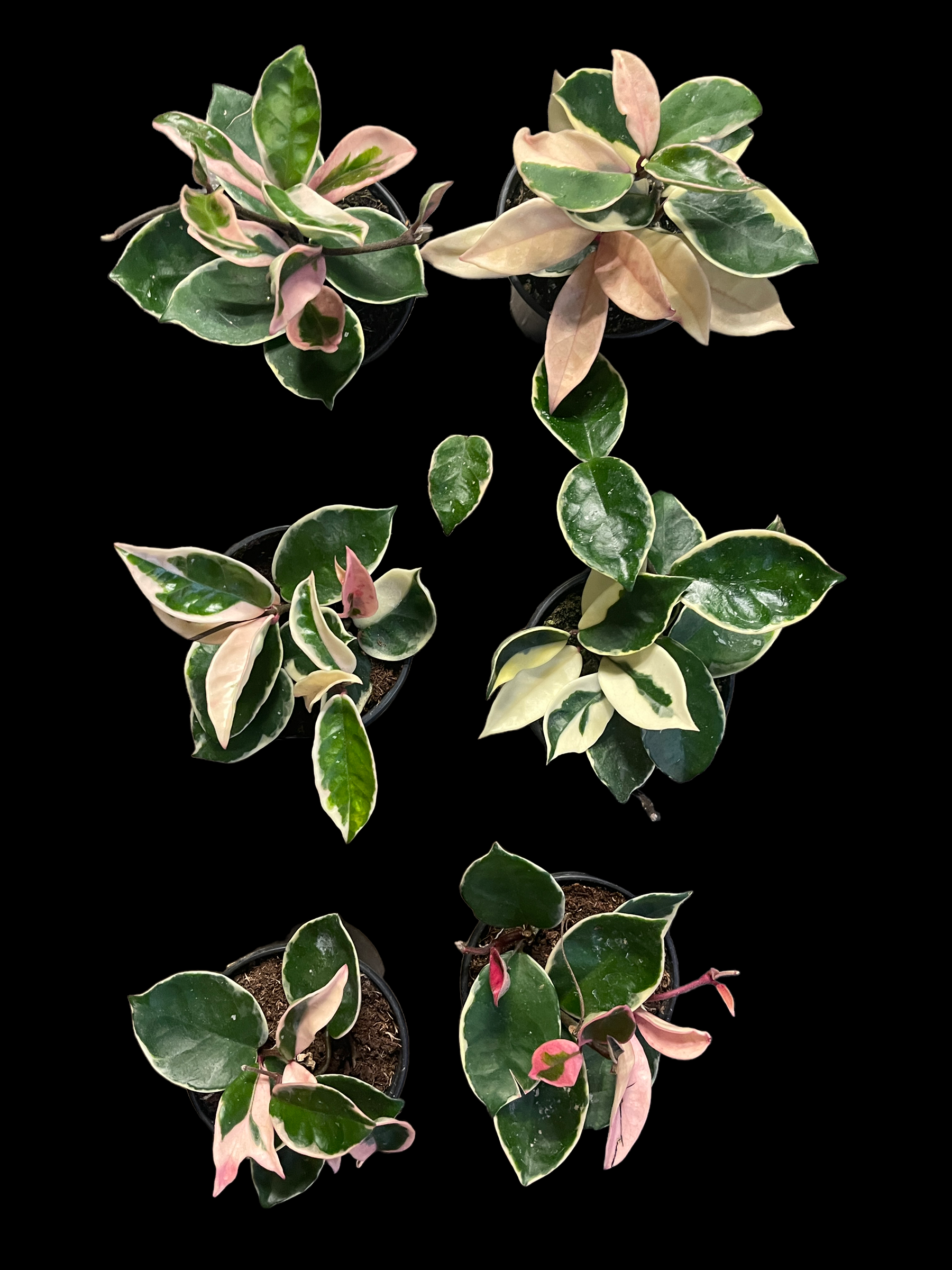 D144BA5B-E960-42A8-AF2E-EFC939927EBB