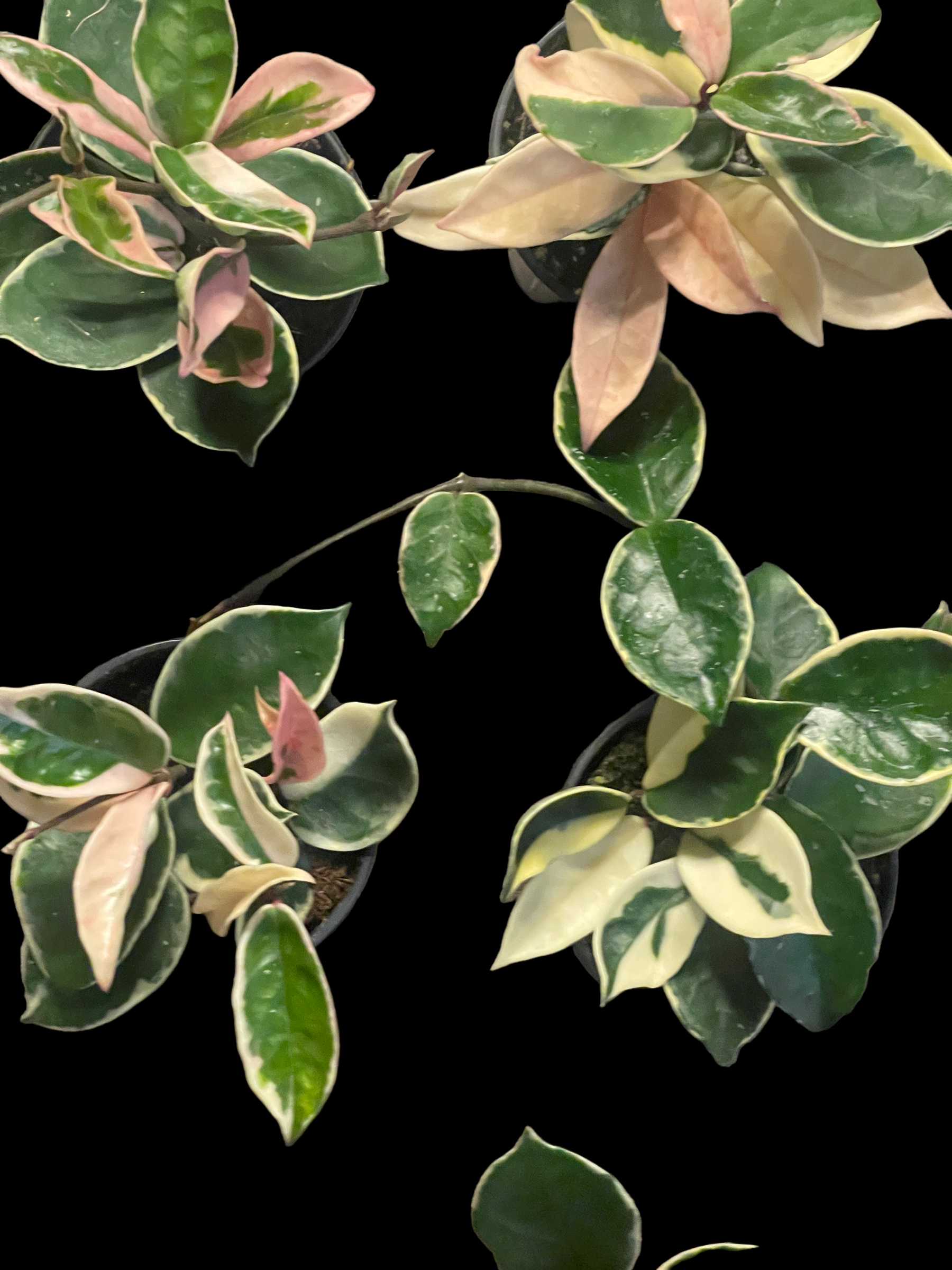 D509EED4-9B05-40FA-BEBC-7C01B36A5E8B