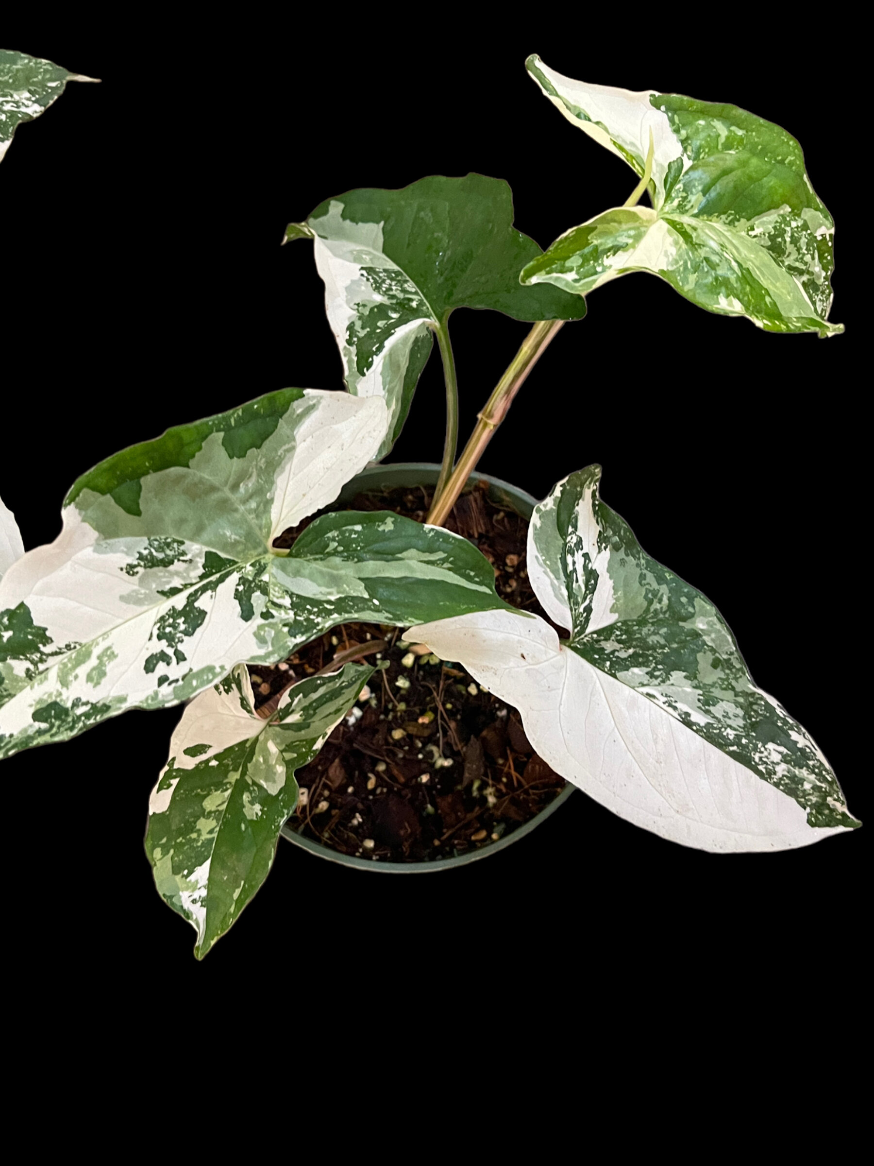 E366B85D-6892-4C51-A74F-952AB5A4D6B7