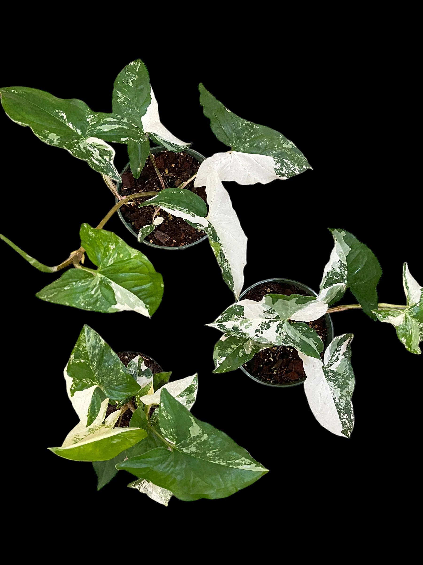 9DE5ED4D-E97B-494B-B36E-24190E498A7C