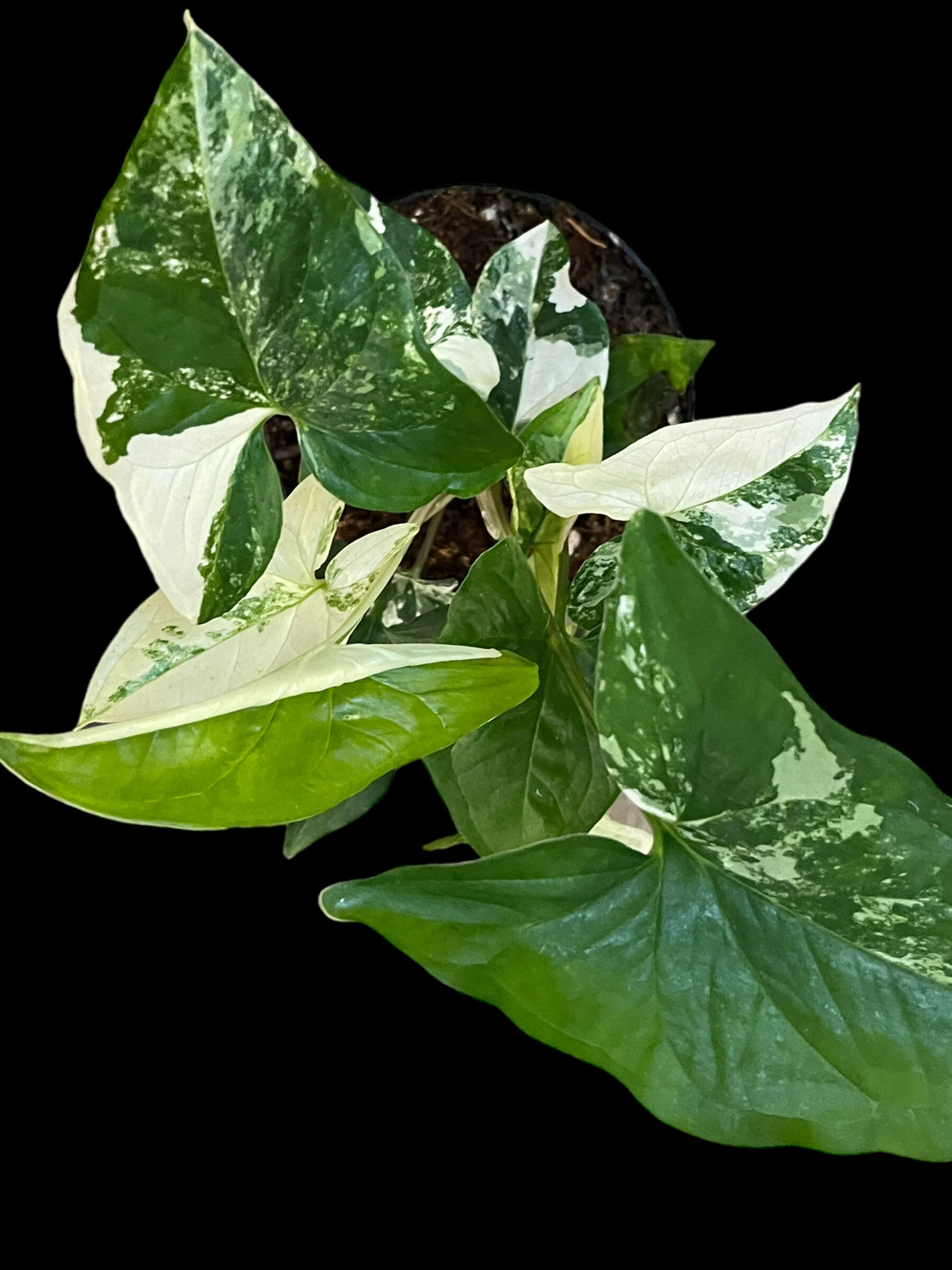 48314F6D-A5D5-4772-907B-57F5484463B8