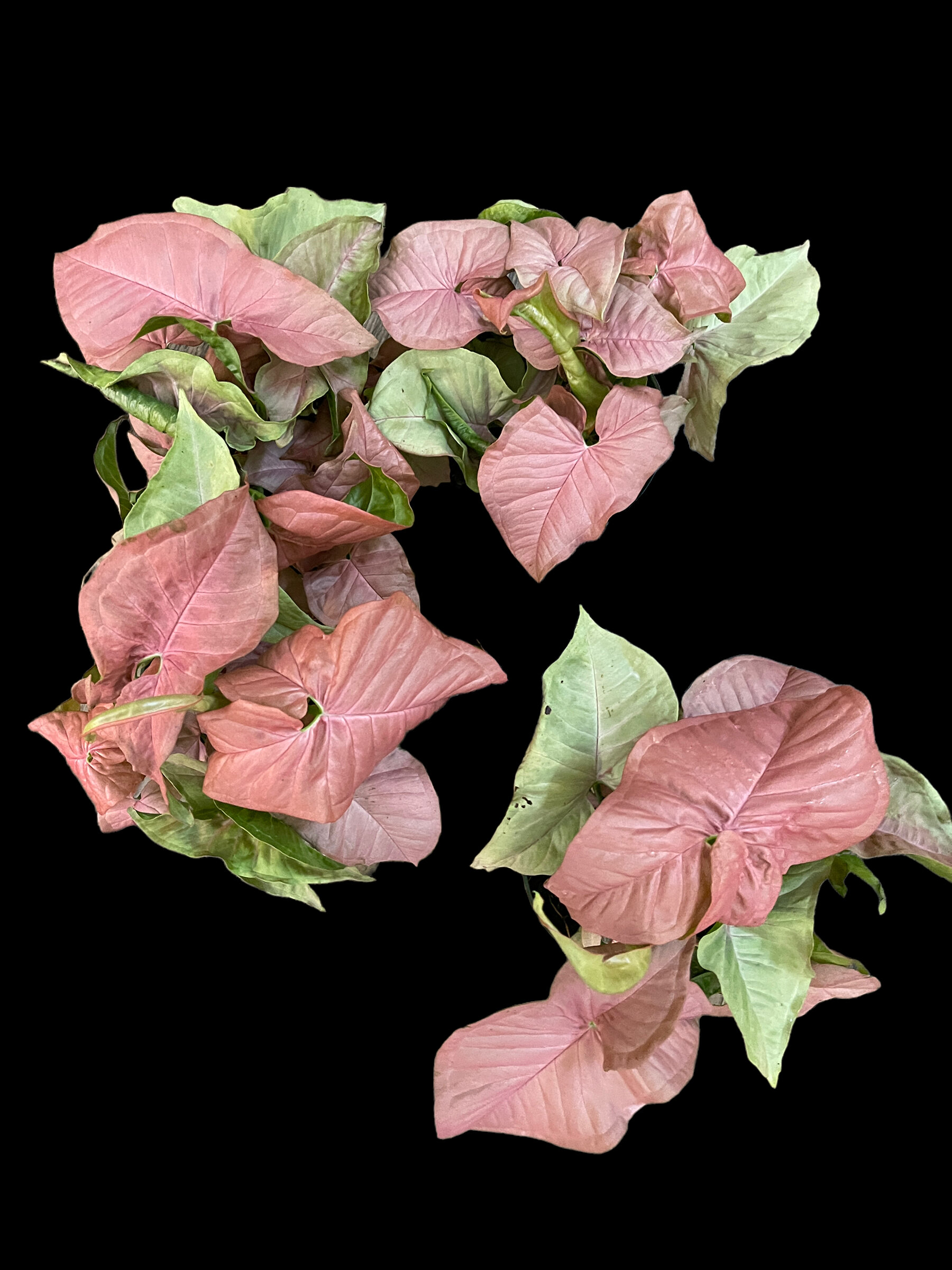 B0E09F51-73C3-492F-9ABE-266FE652E30B