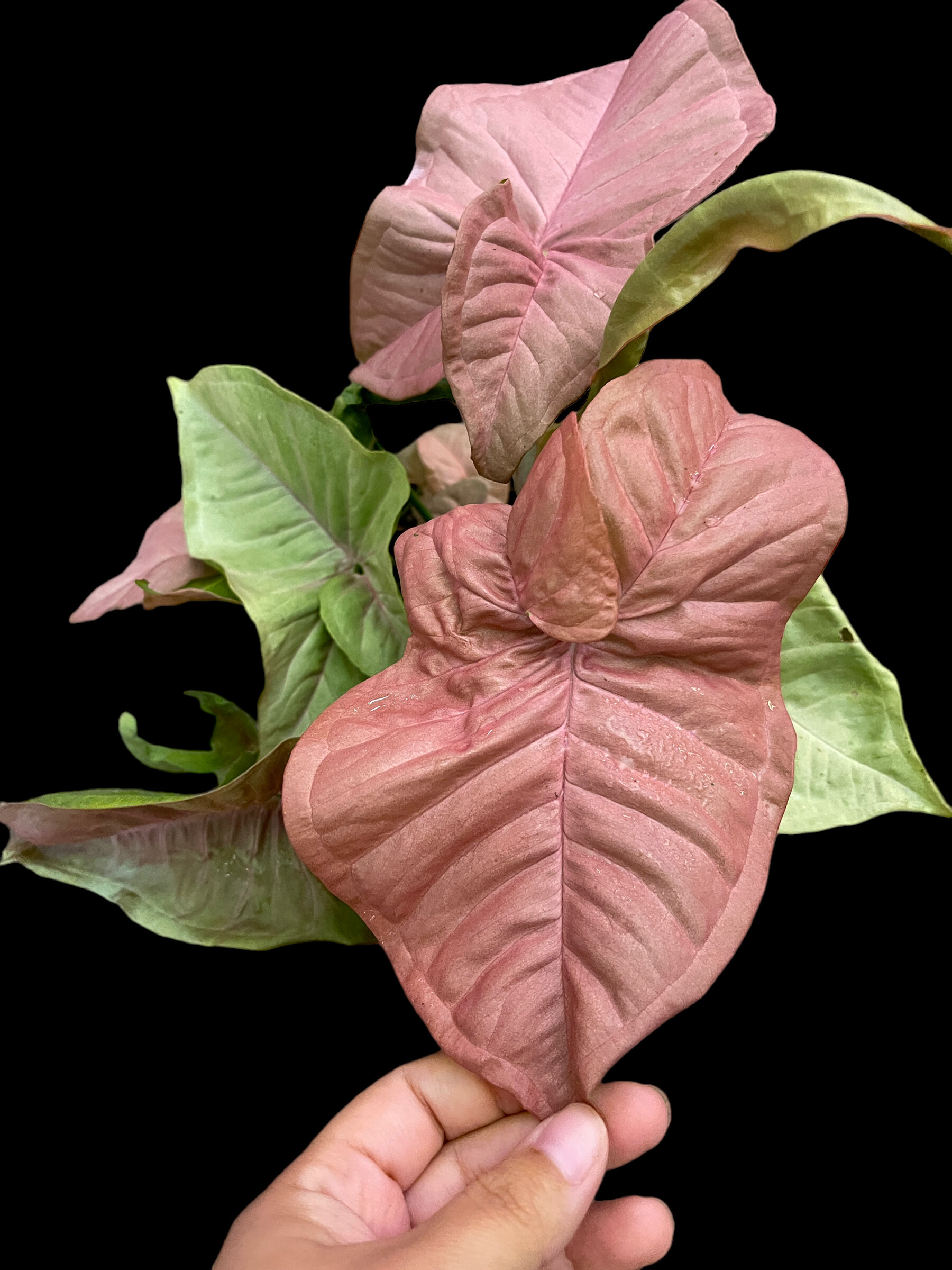 CBCA8097-70FF-486F-94FF-15A91B36A911