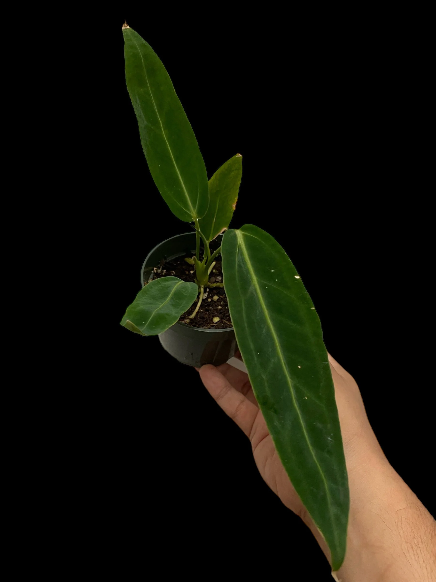 9FFC0CC2-C2EB-4D10-A87E-F24B4EDAC077