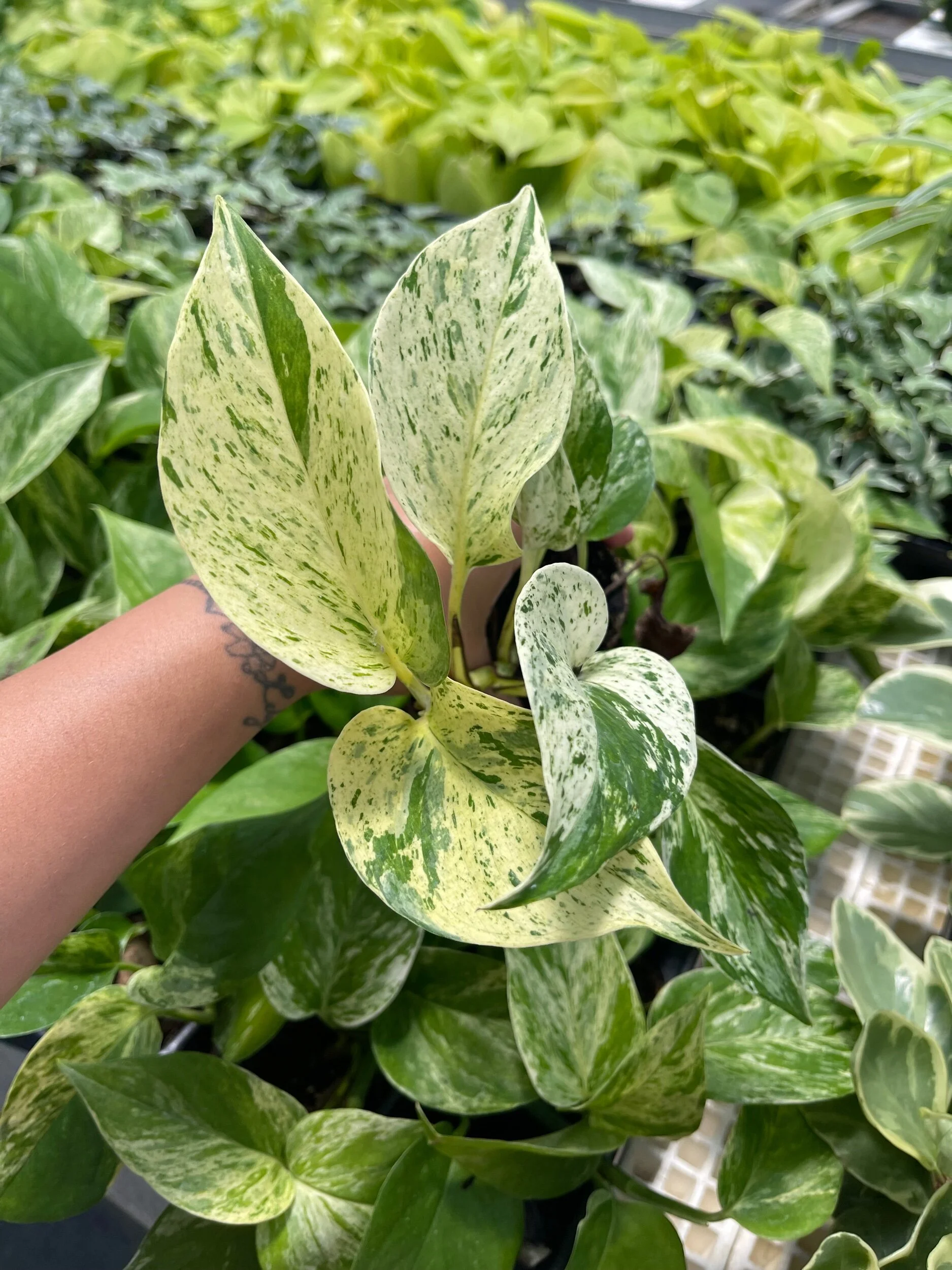 77B982D8-B3B0-4709-BCEB-C2B26DE5215D