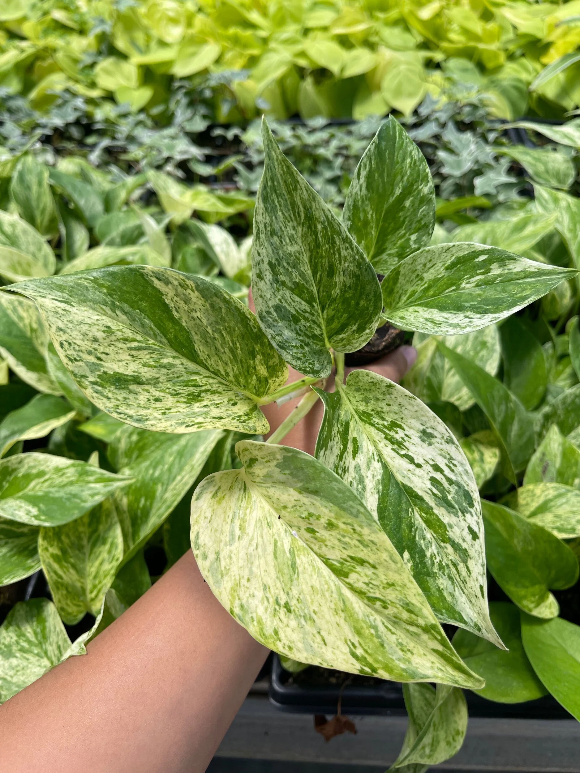 5D1B681A-89C4-4D64-9944-AF8A69957D52