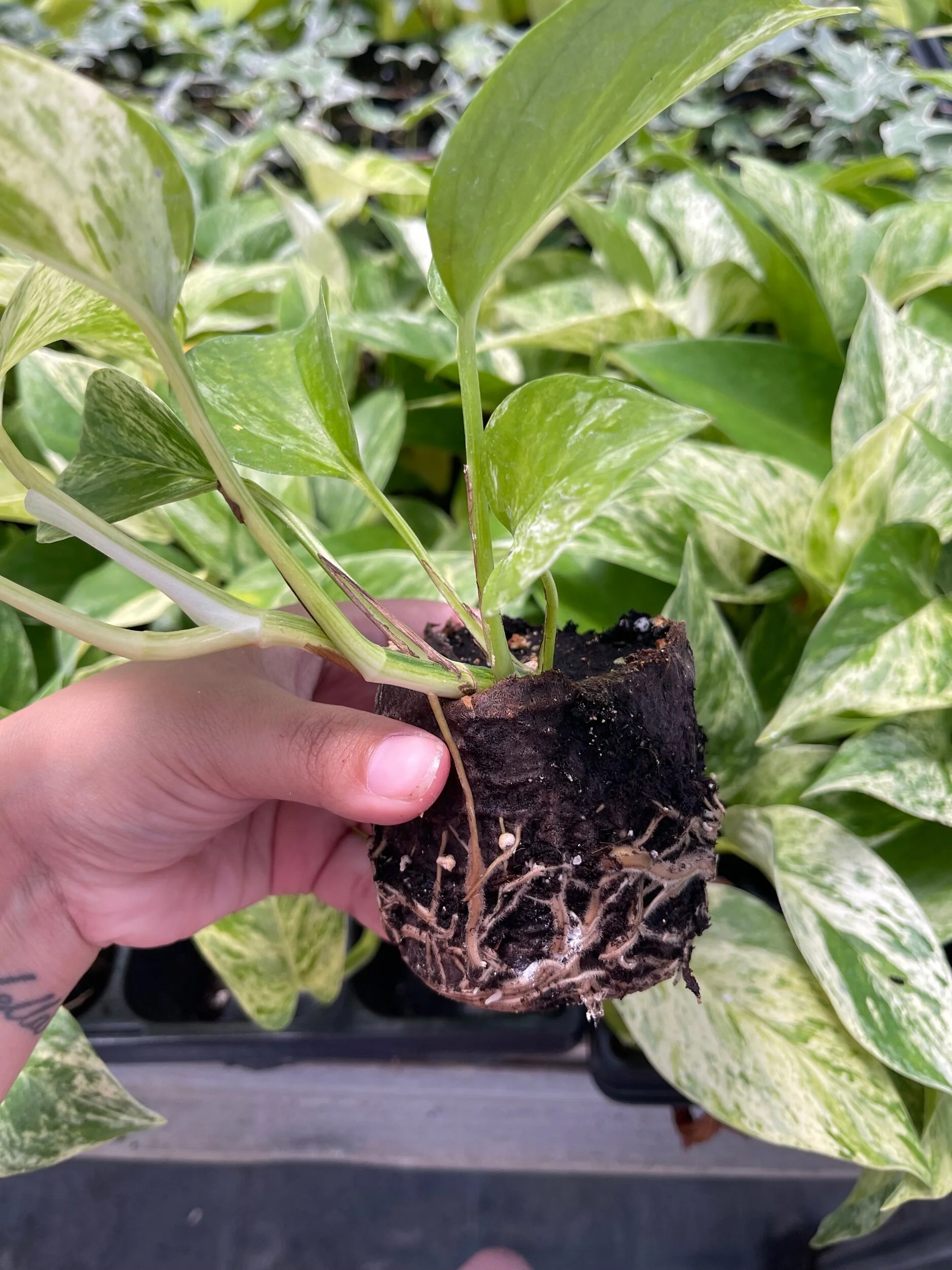 ABB0694C-FFE8-46DC-8844-D744145549DB