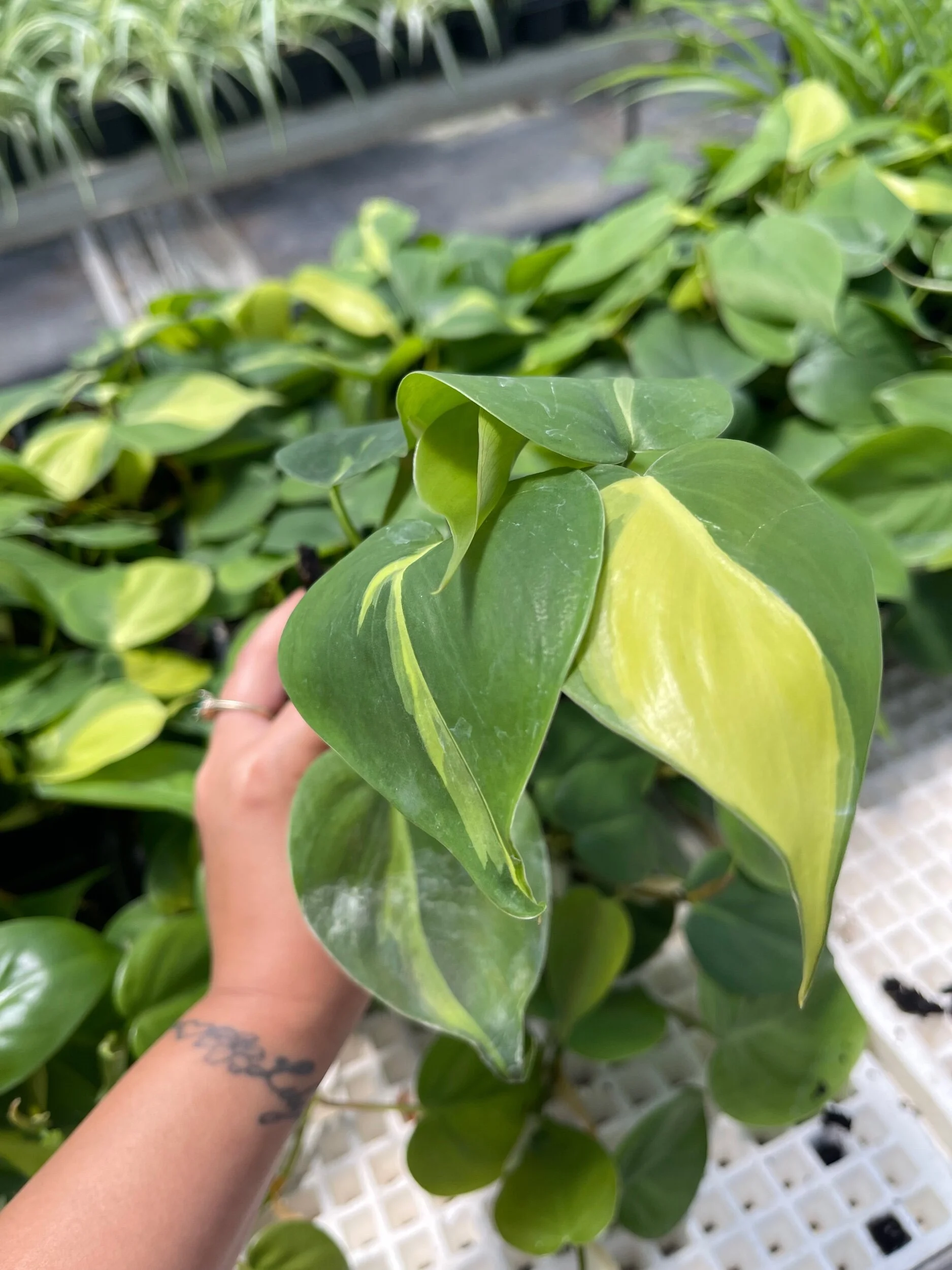 6686384F-8440-4DFD-9ABA-C56858B78C7D