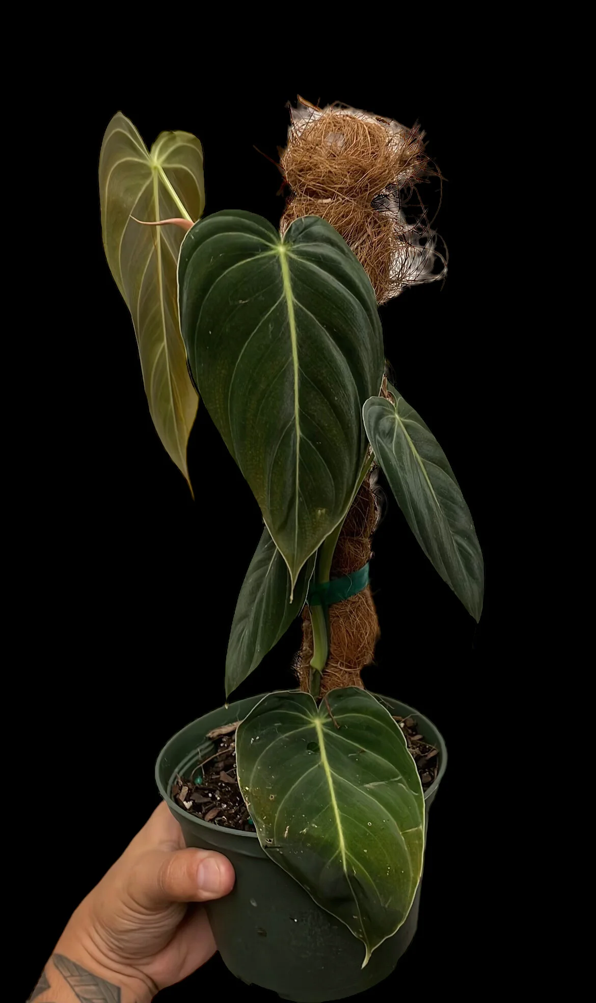 D0D5A6B5-5239-474C-B897-F62B27CB4D3B