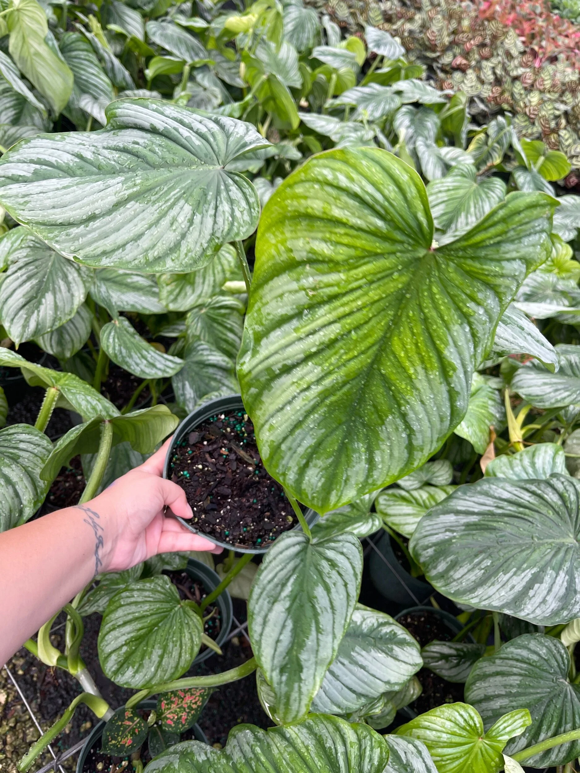 73A19668-E05A-4CD9-8F29-AE0AF1C0DCED