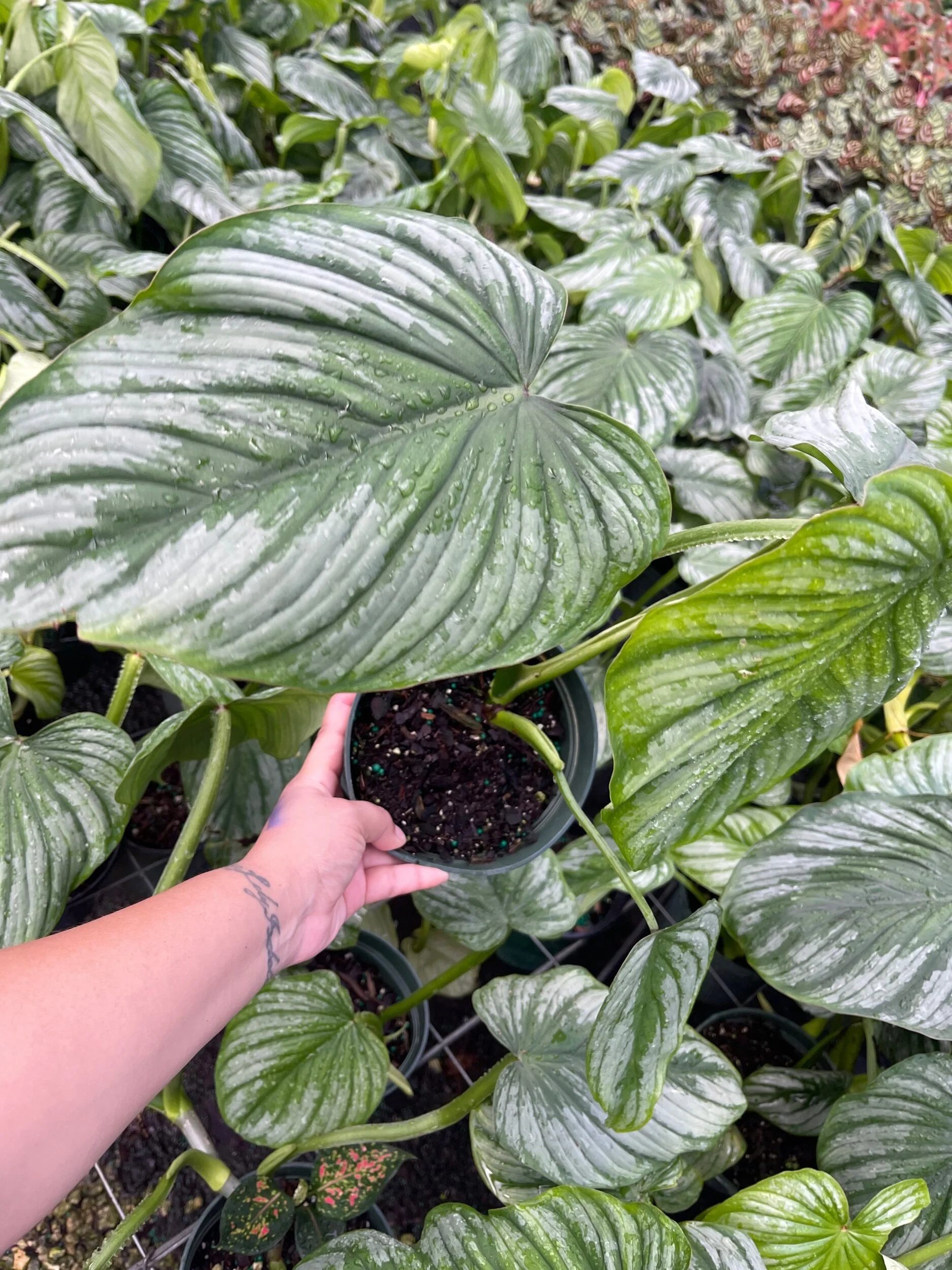 5A9AFF7C-2205-4F75-BC2F-29DD9BDE461B