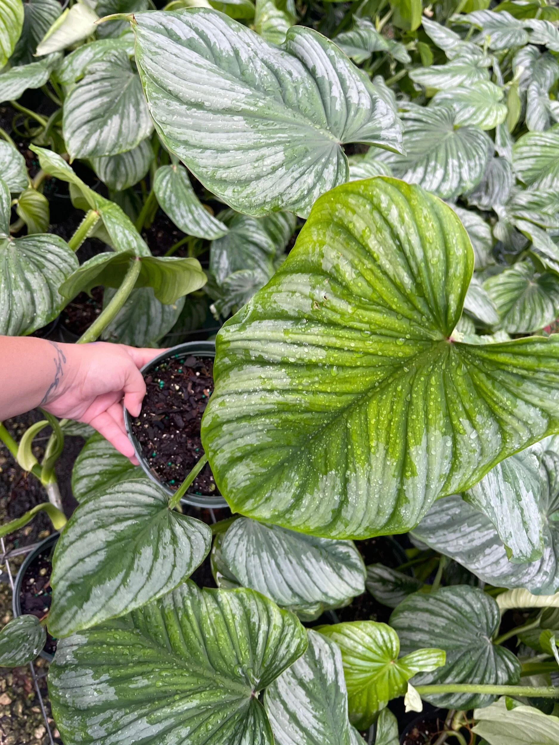 CBA02CC9-35B7-4934-B158-EB1B6666AABB