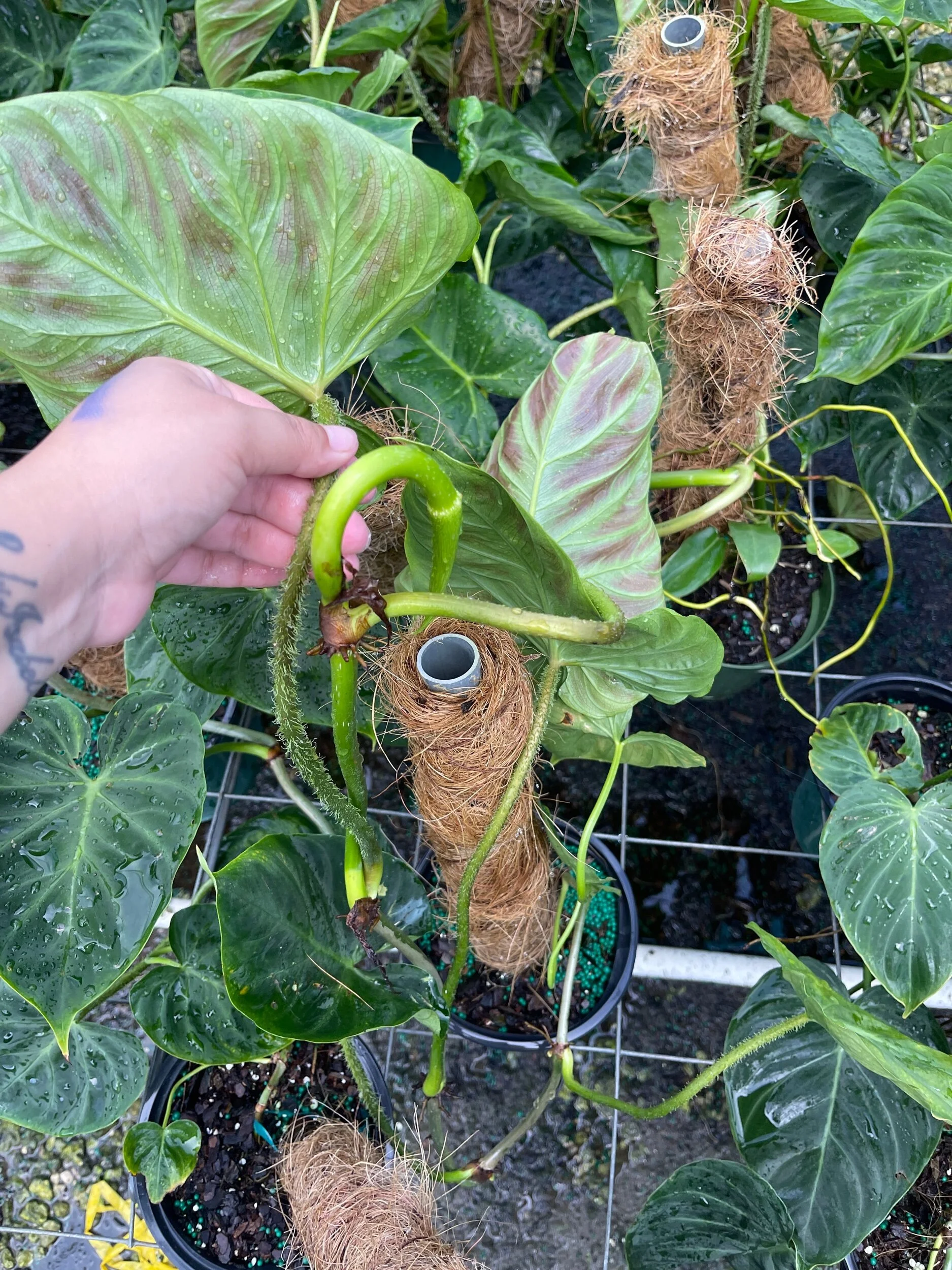 5AD47BB1-C302-43D6-96BB-903AEAA24DBB