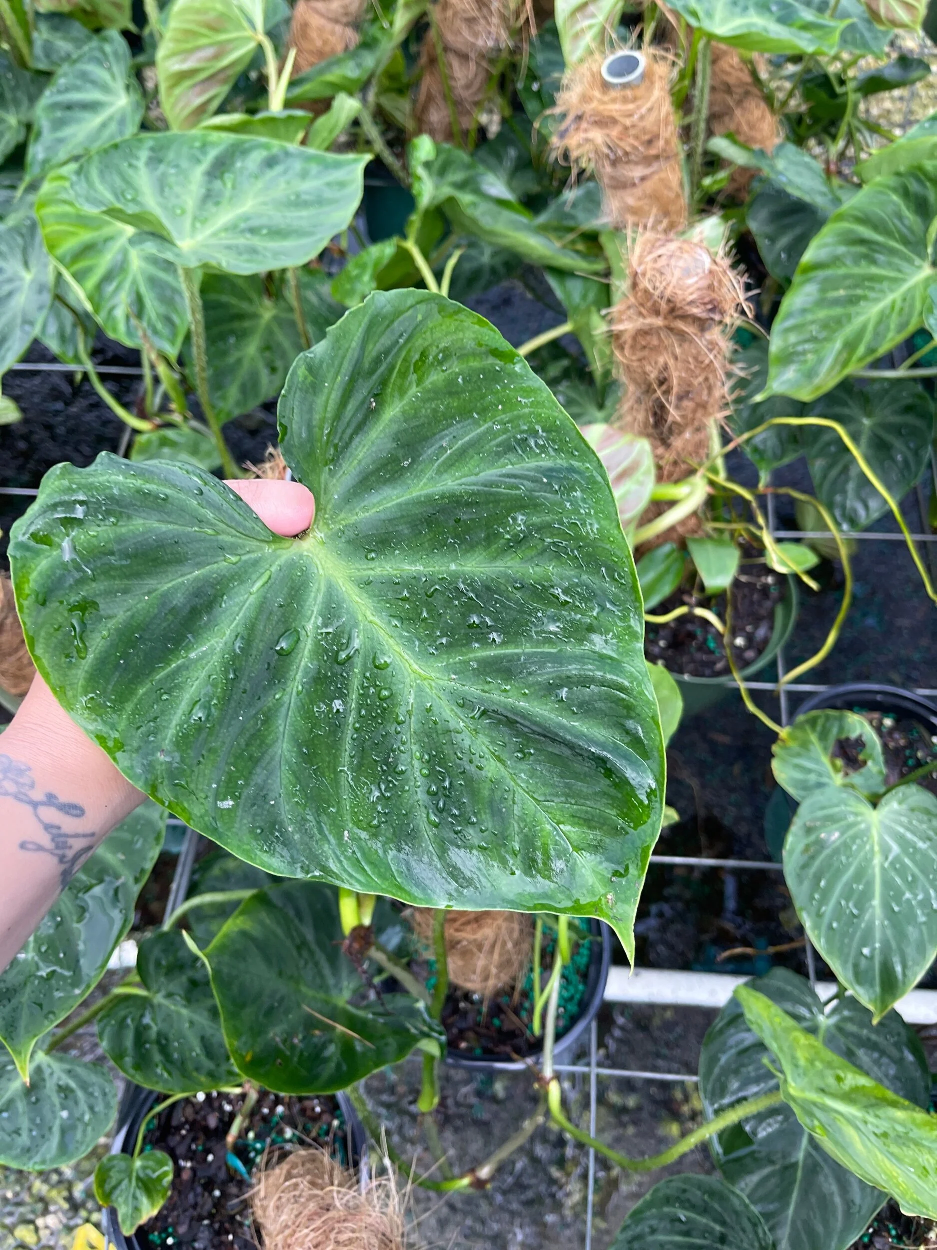 905CCDB0-85BF-4768-AAC8-8B797ECA2AF8