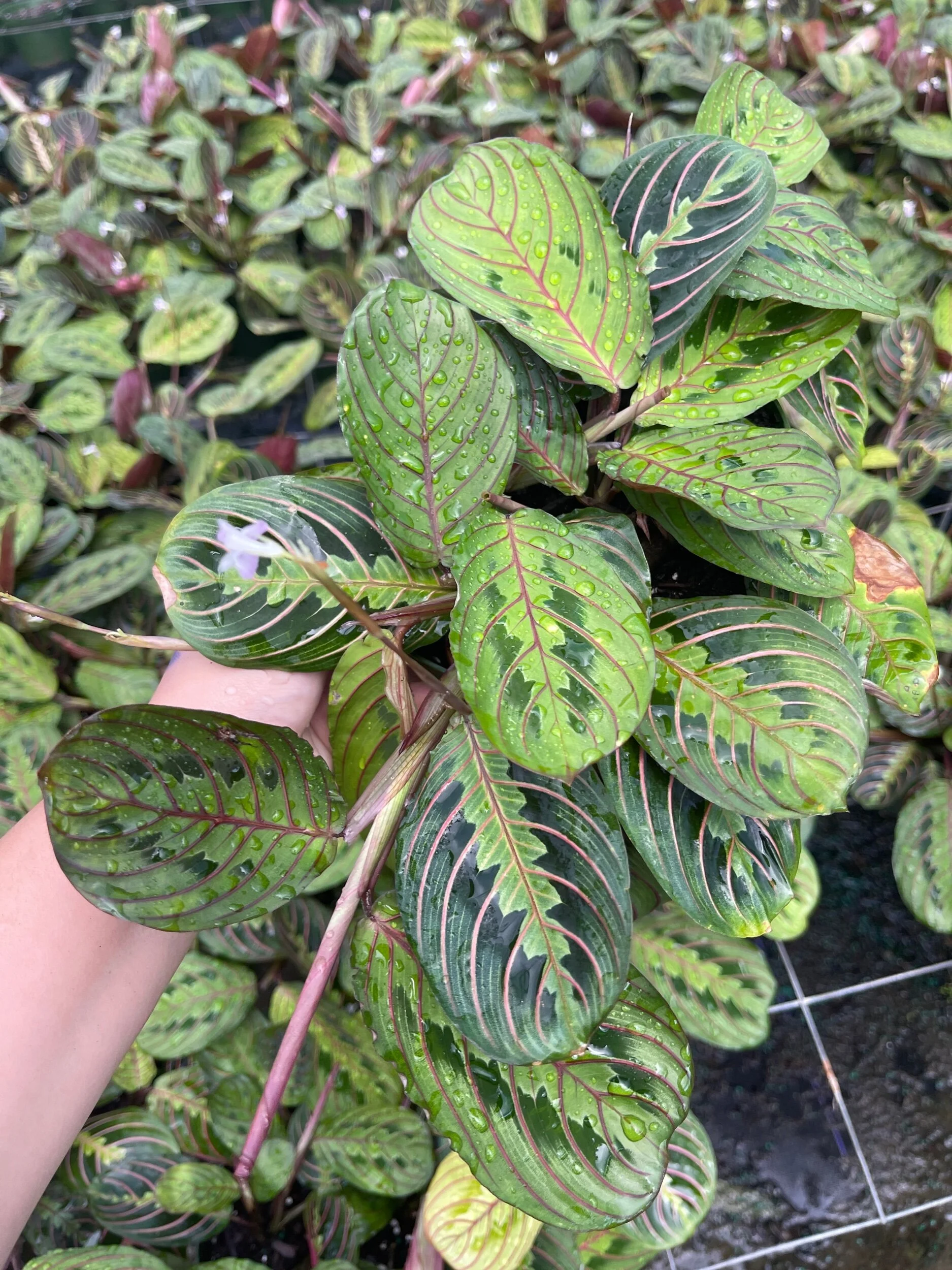 CC60BF0B-4C96-497B-82ED-488A1BF0C57A