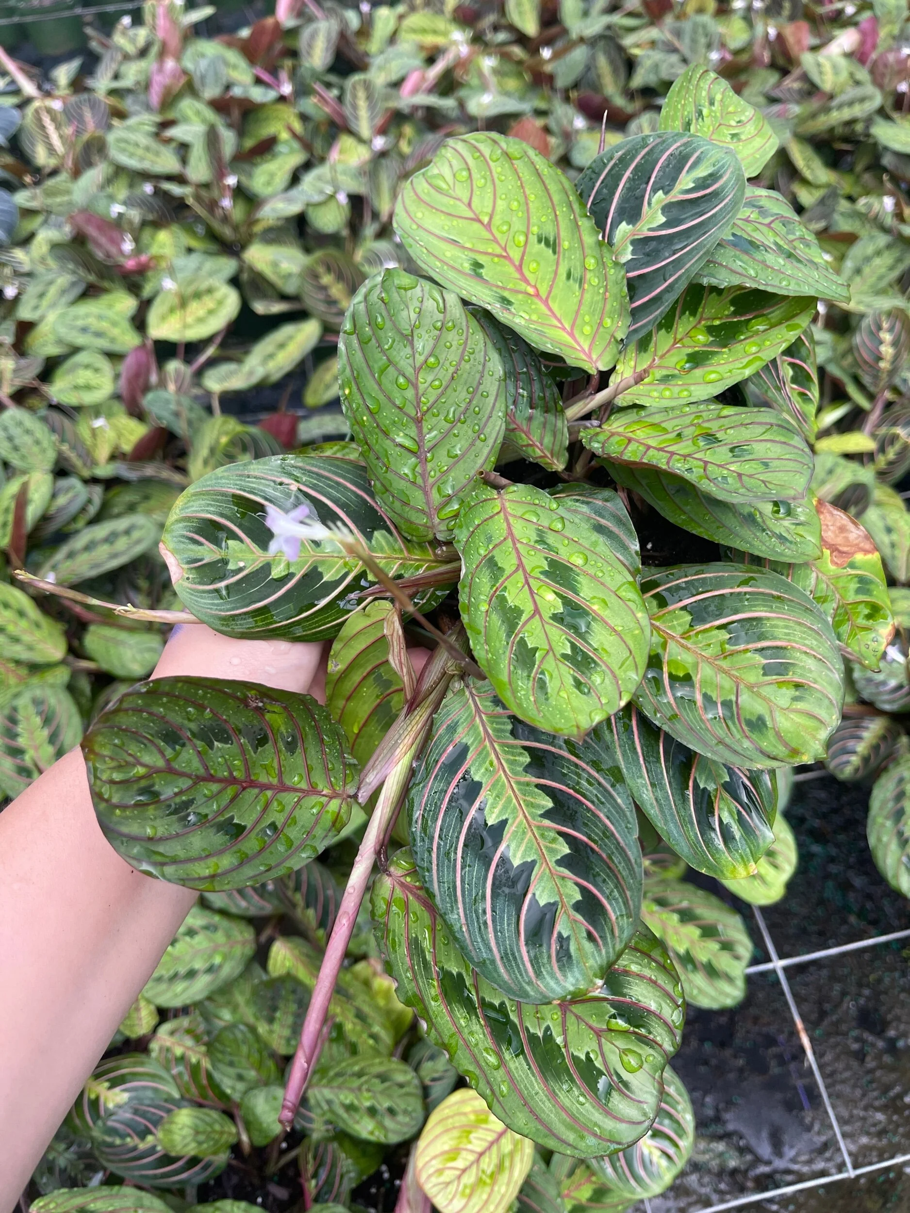 19BFD30B-691B-4983-ACC0-E4793E0448E4