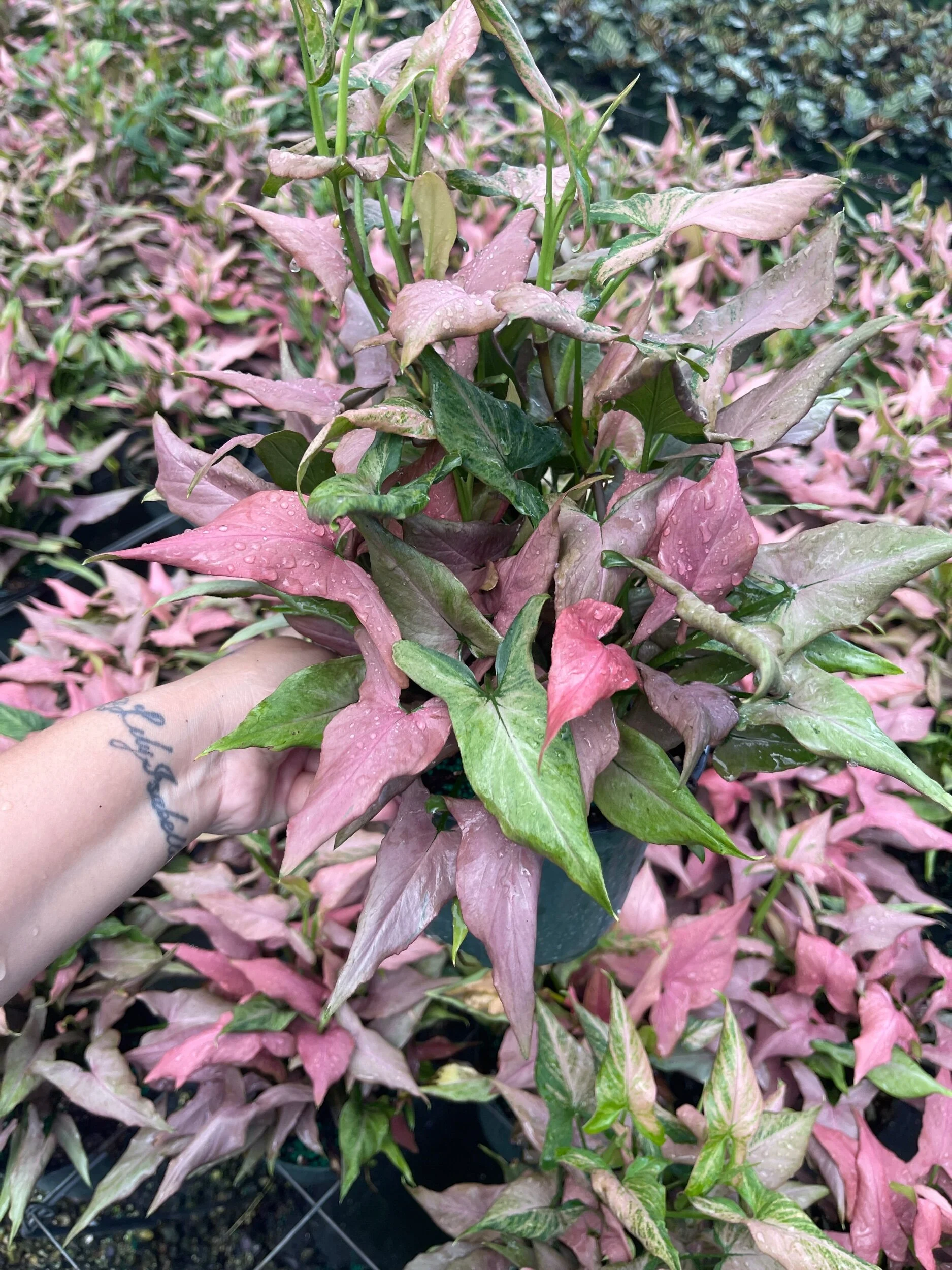 1315B186-EC90-434D-A7A4-ABD1068D9DE4