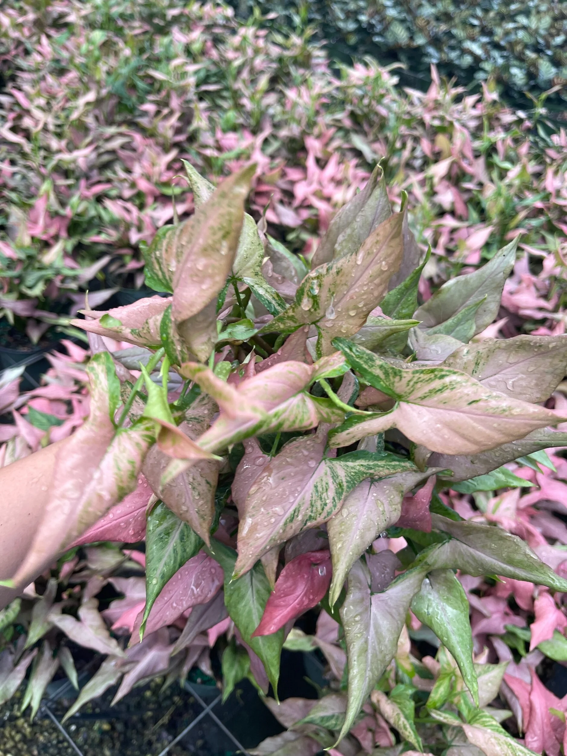 2A42F31A-CA40-4AA2-8E98-EABB111B3570