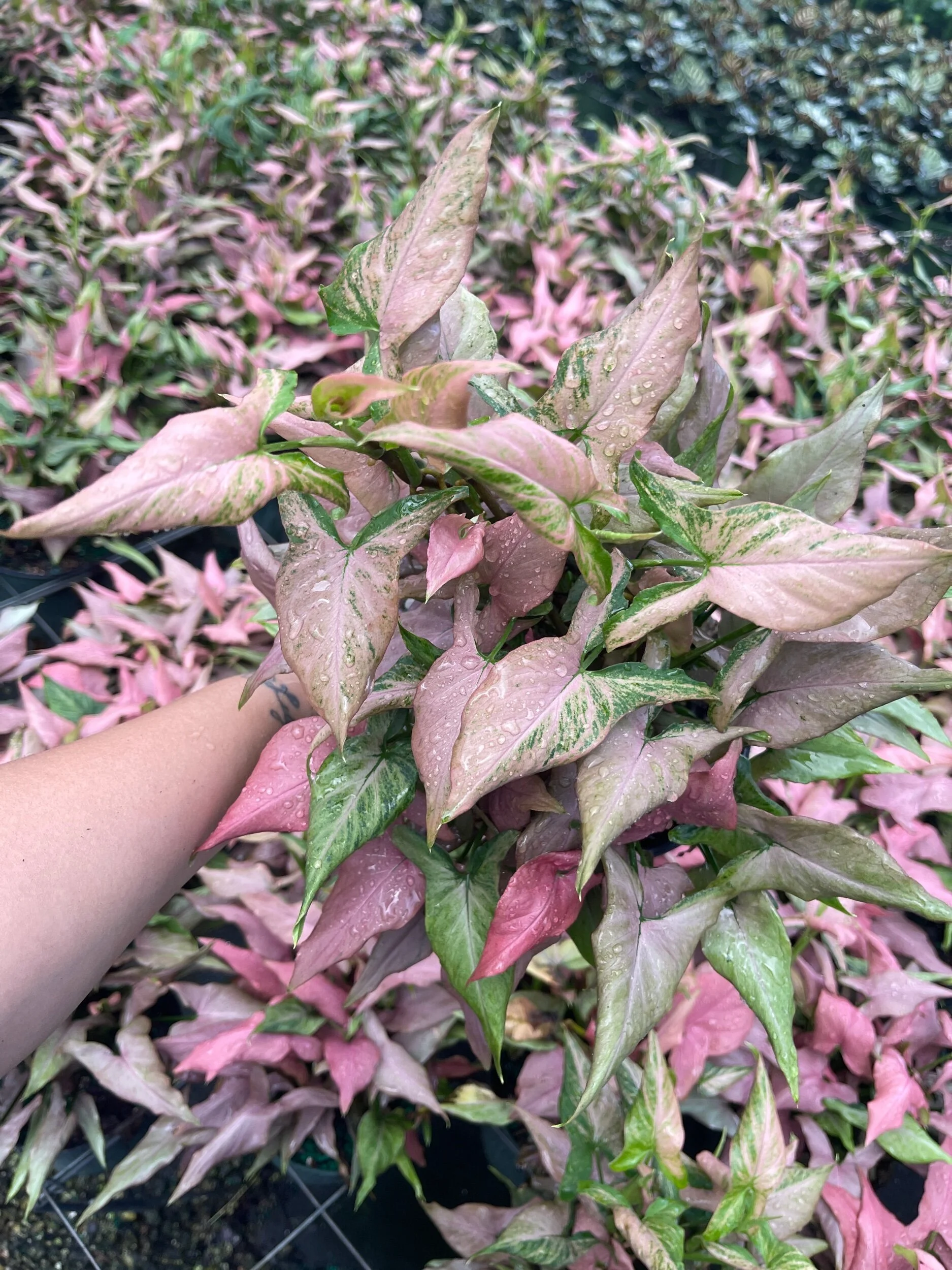 88F3A511-CE9D-4679-BB49-FD3A9FA4DD86