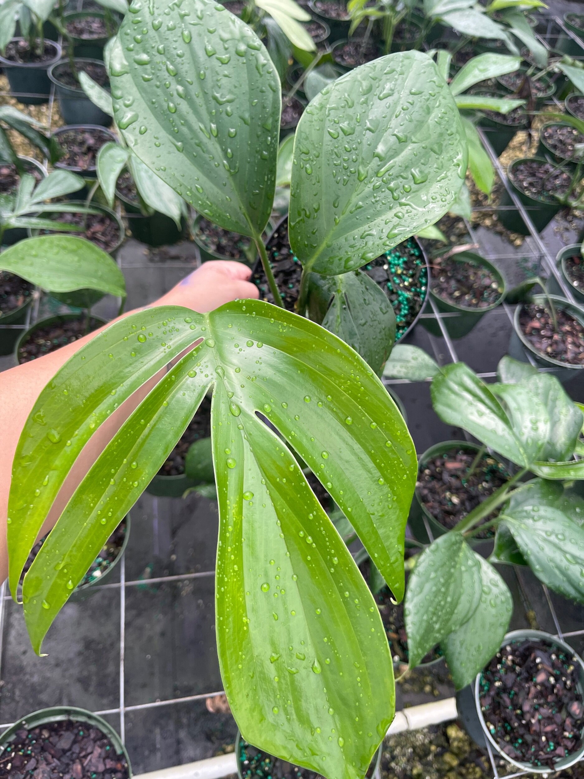 A60514A0-A1DC-4E4F-99B4-82FEDF6871B0