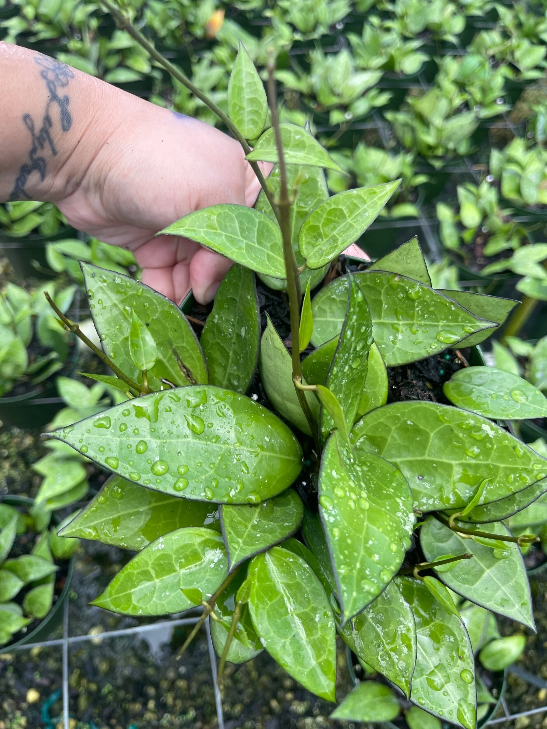 3A6C3A83-116B-4BBC-AC25-B289EDE152C1