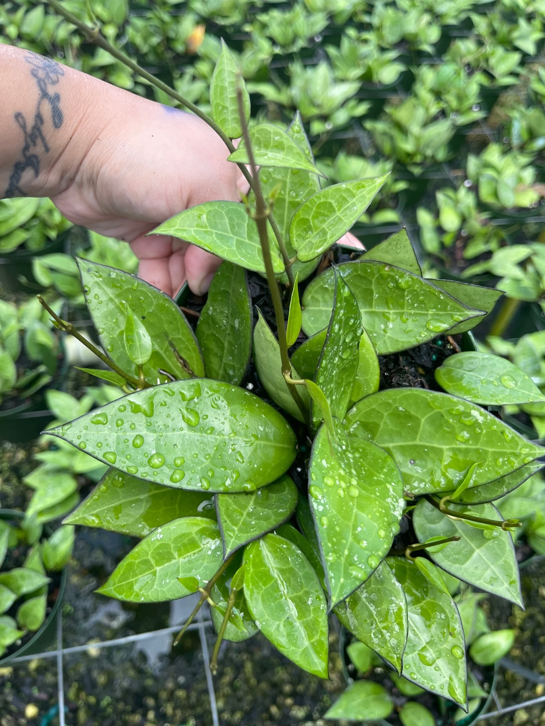 77FF3D84-5C06-4051-B65F-3CB989421CA8