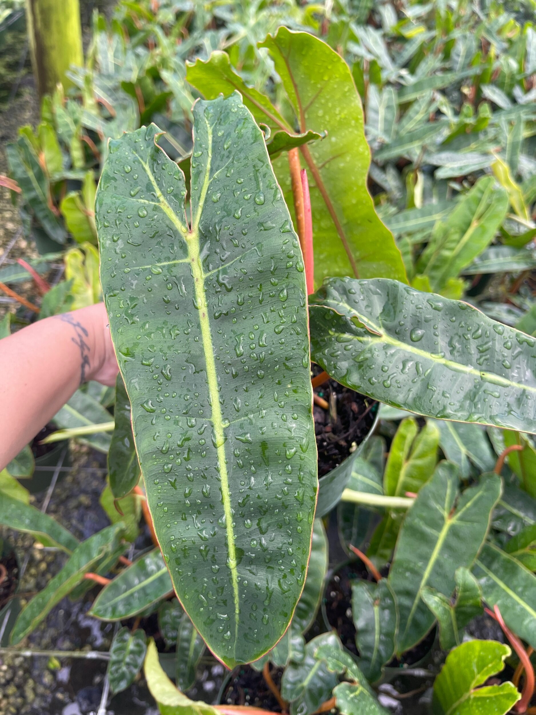 B0406282-FA08-4611-8334-6503B47DDC56