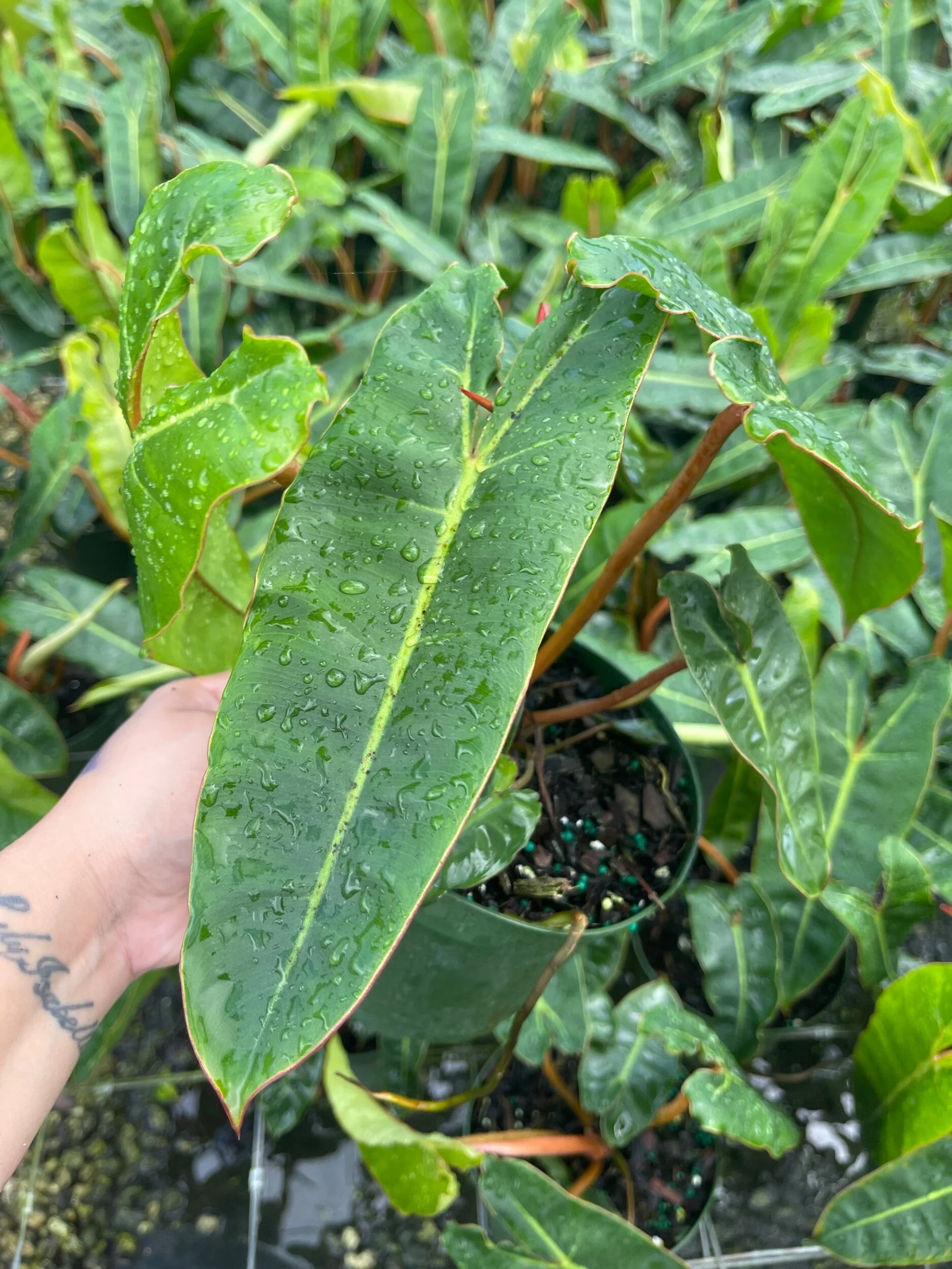 1F560EE5-1E3B-4B12-B43C-0767A126F353