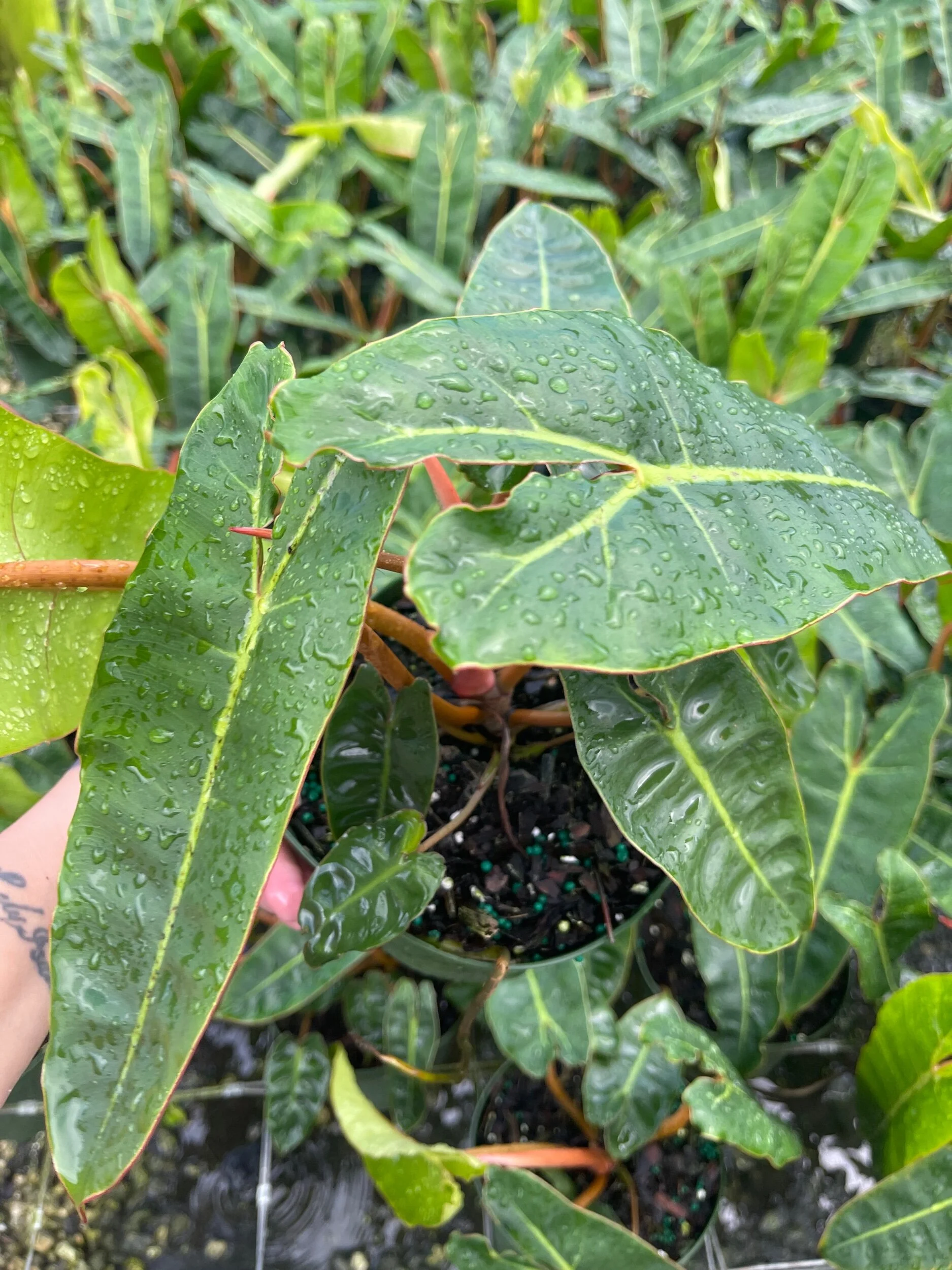 CD1A4A98-E3E2-43D8-8726-331F409CF700