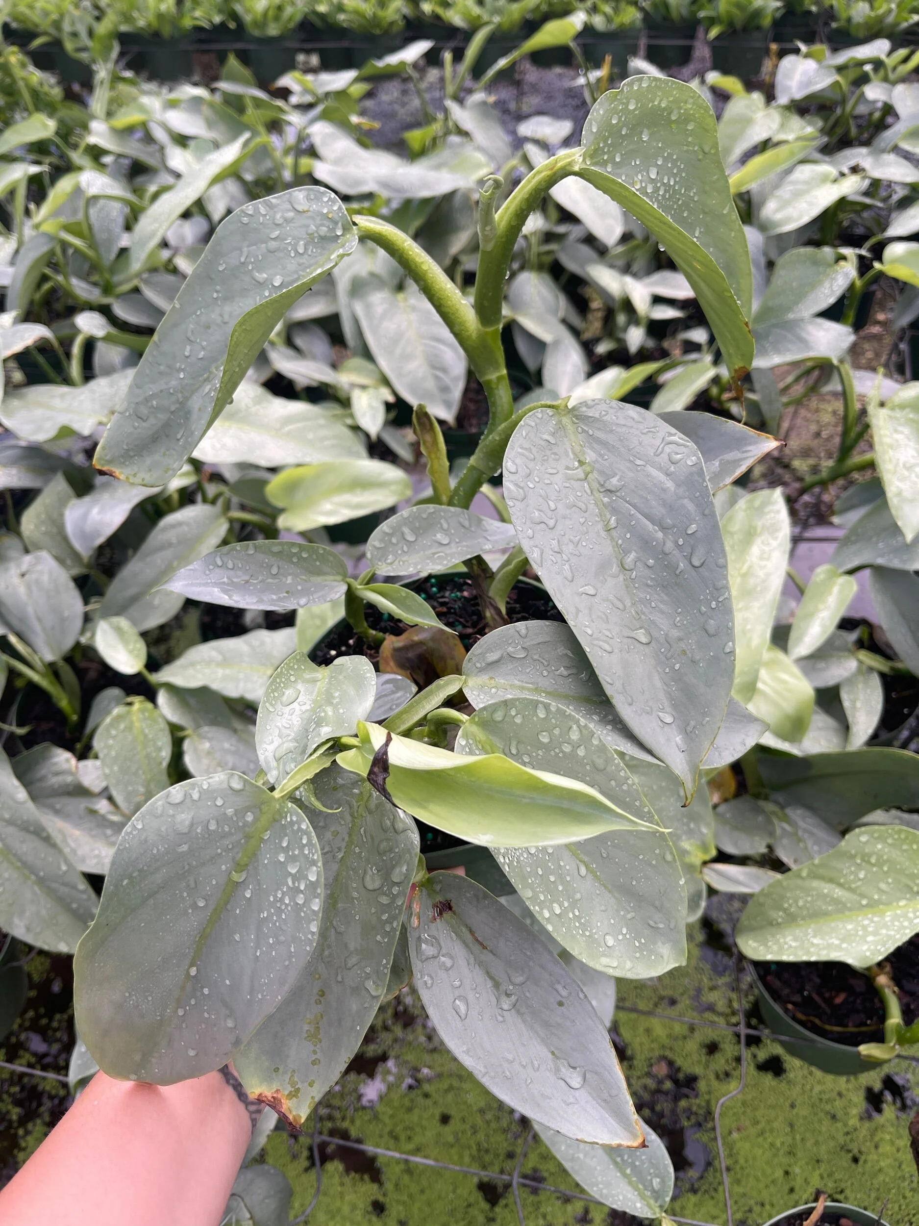 F43695C1-E6AF-4F77-B441-EBAB6900B850