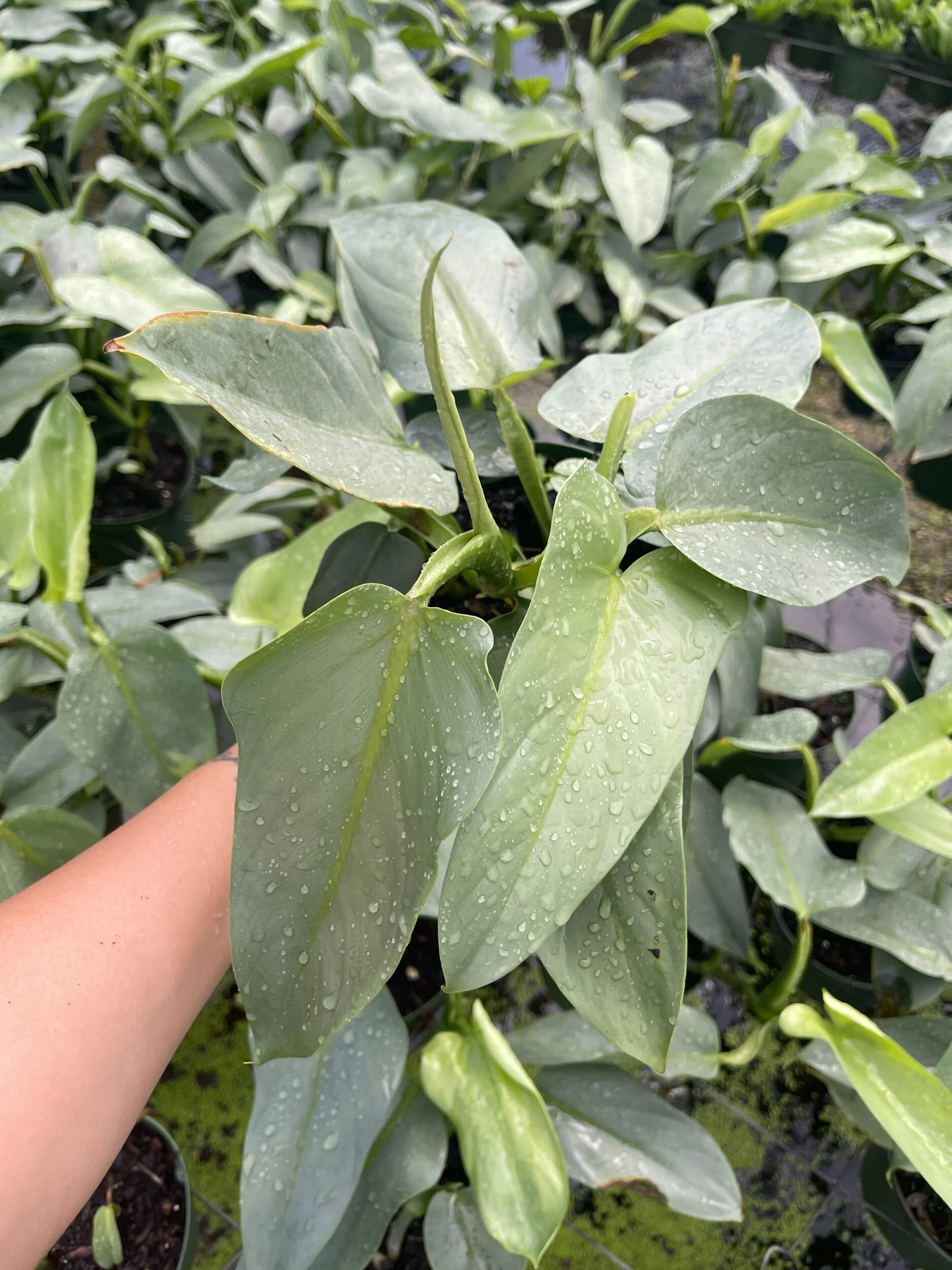 CAF12EDE-A524-49D2-810F-7156C6670606