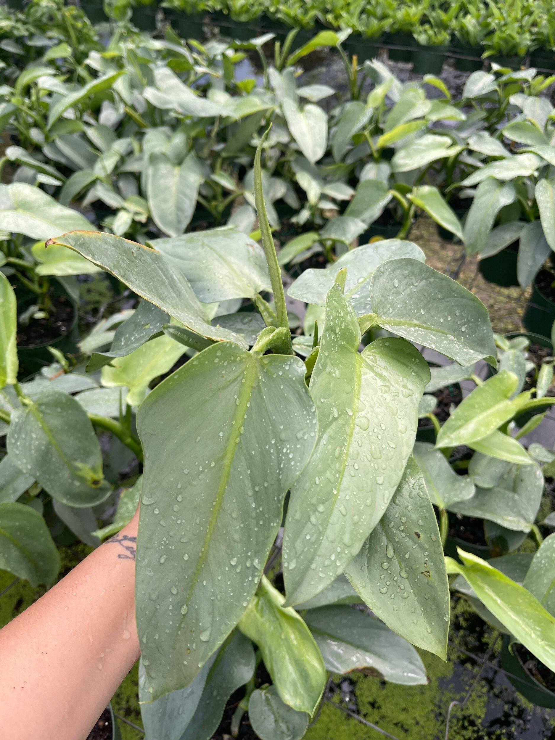 4D7C86FB-844E-48C1-BC29-A7762D1CC8F2