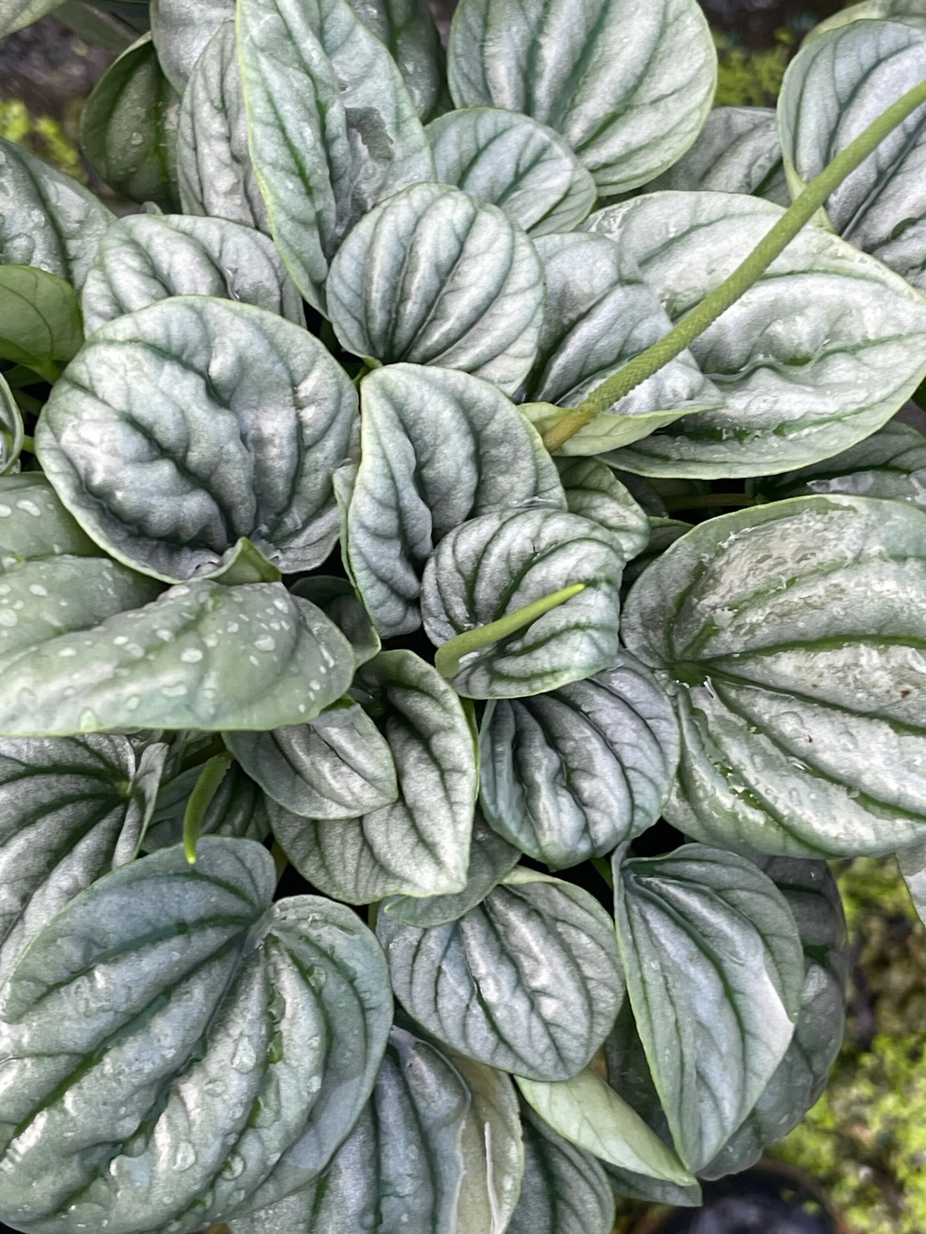 082A8E8B-1CDC-424D-98F9-2B672B0CED8A