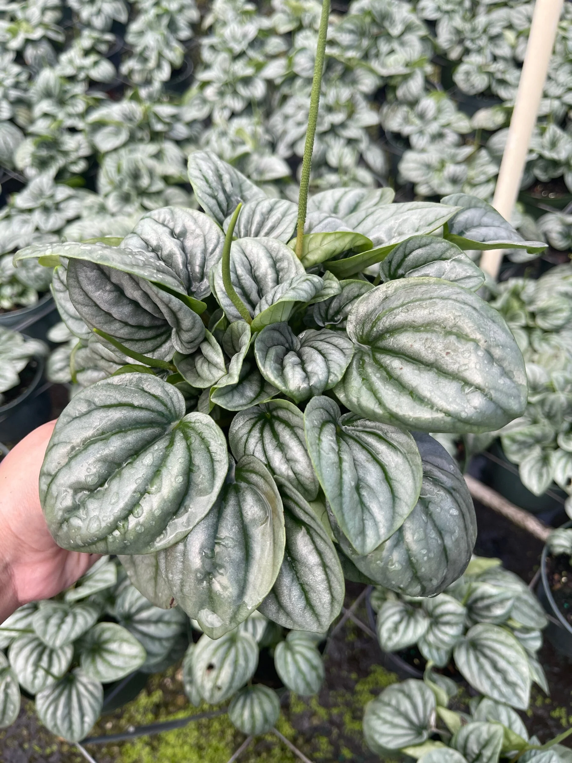 01AB801D-E9AD-4B5C-A002-E3993A5BFC4E