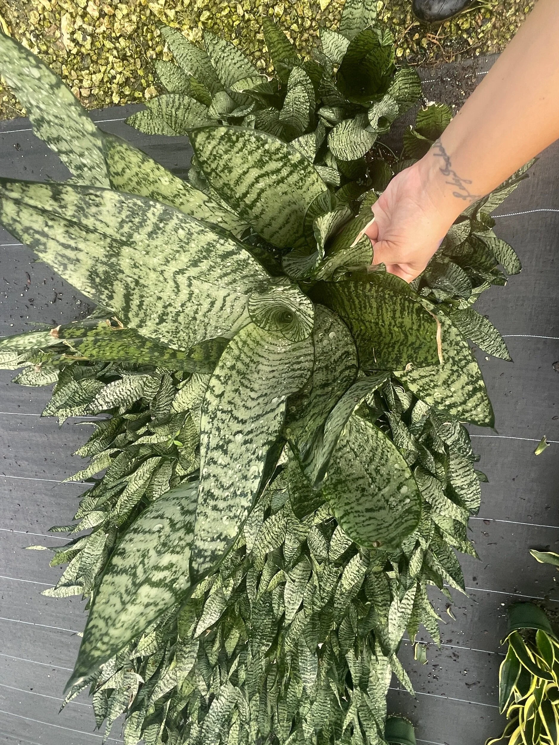 C4F42D2E-40E9-409A-BB88-D47EEA704987